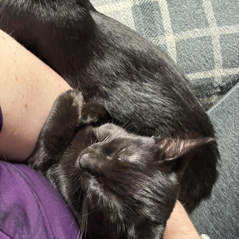 Nyx, ADOPTABLE, Kitten Female Domestic Short Hair.