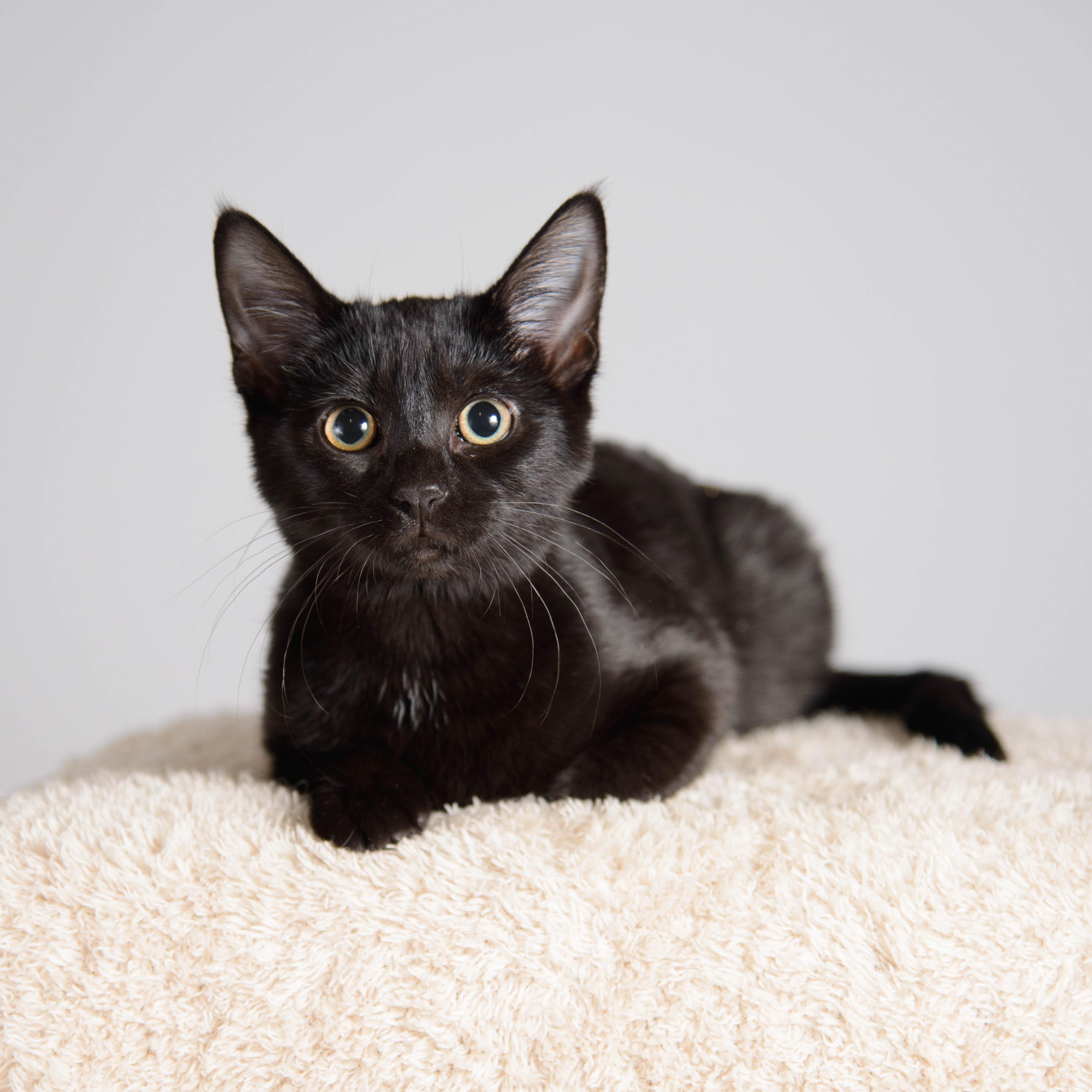 Enlarge Nyx, a ADOPTABLE Domestic Short Hair in Farmington, MN image 1/2