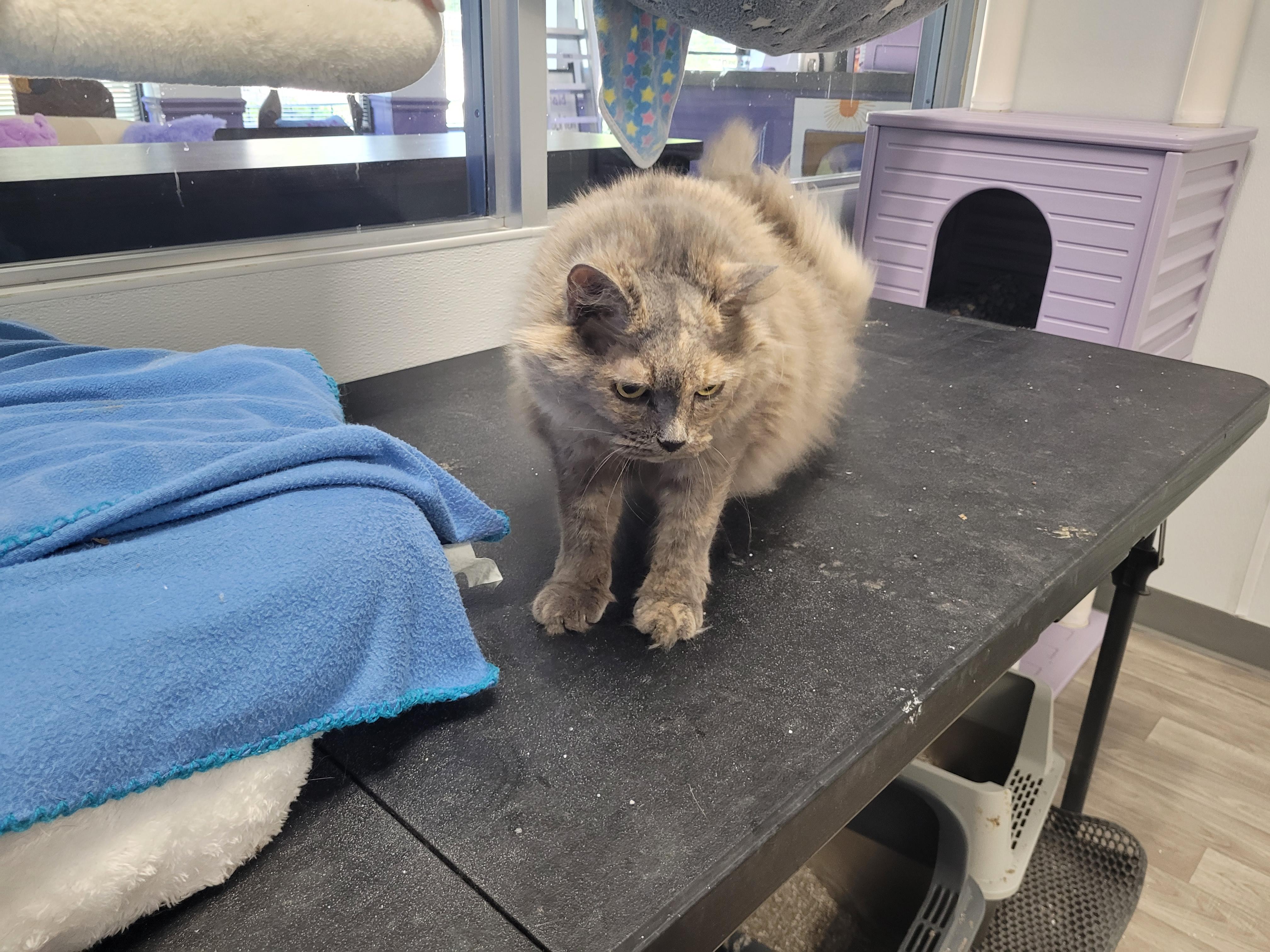 Miranda, an adopted Domestic Long Hair in Morganton, NC image 2/3