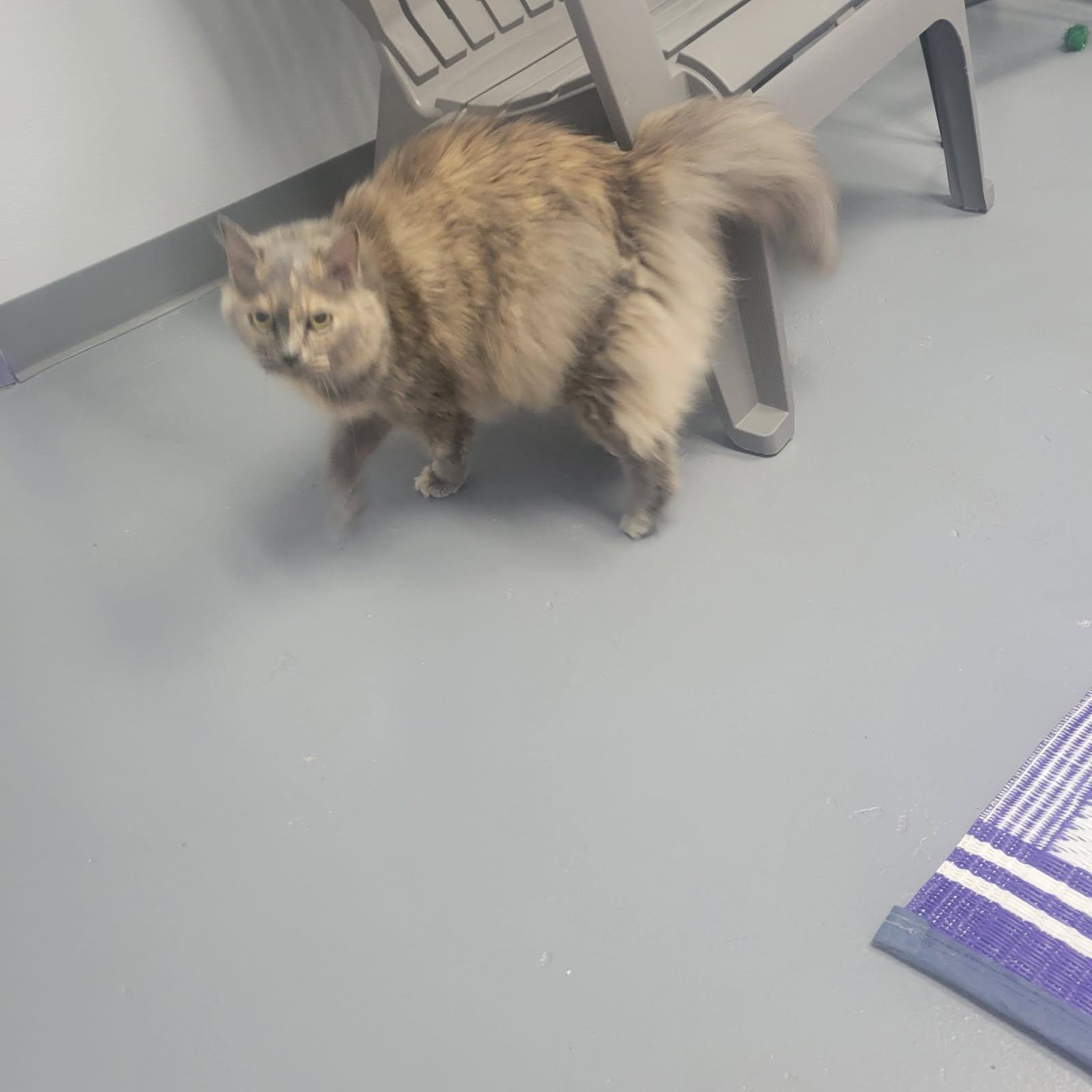Miranda, an adopted Domestic Long Hair in Morganton, NC image 3/3