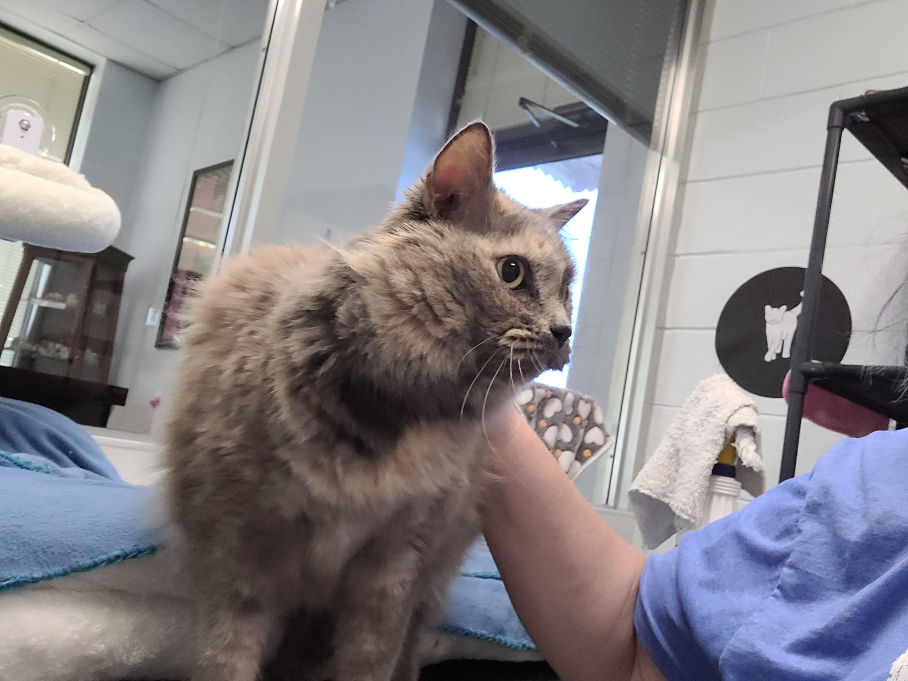 Miranda, adopted, Adult Female Domestic Long Hair.