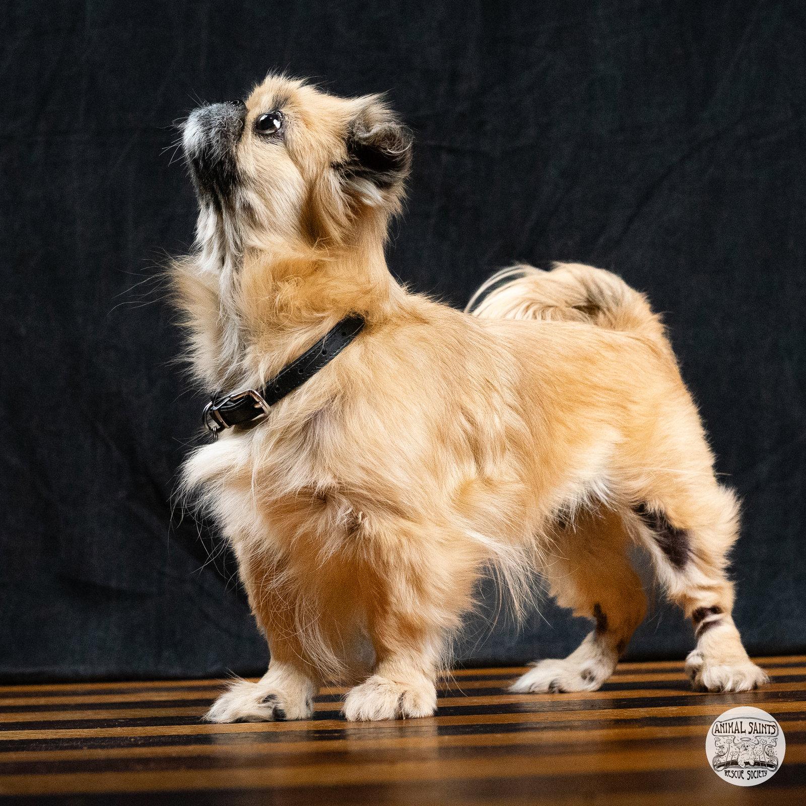 Enlarge Lady Samantha, a Adoptable Pekingese in Fort Montgomery, NY image 3/6