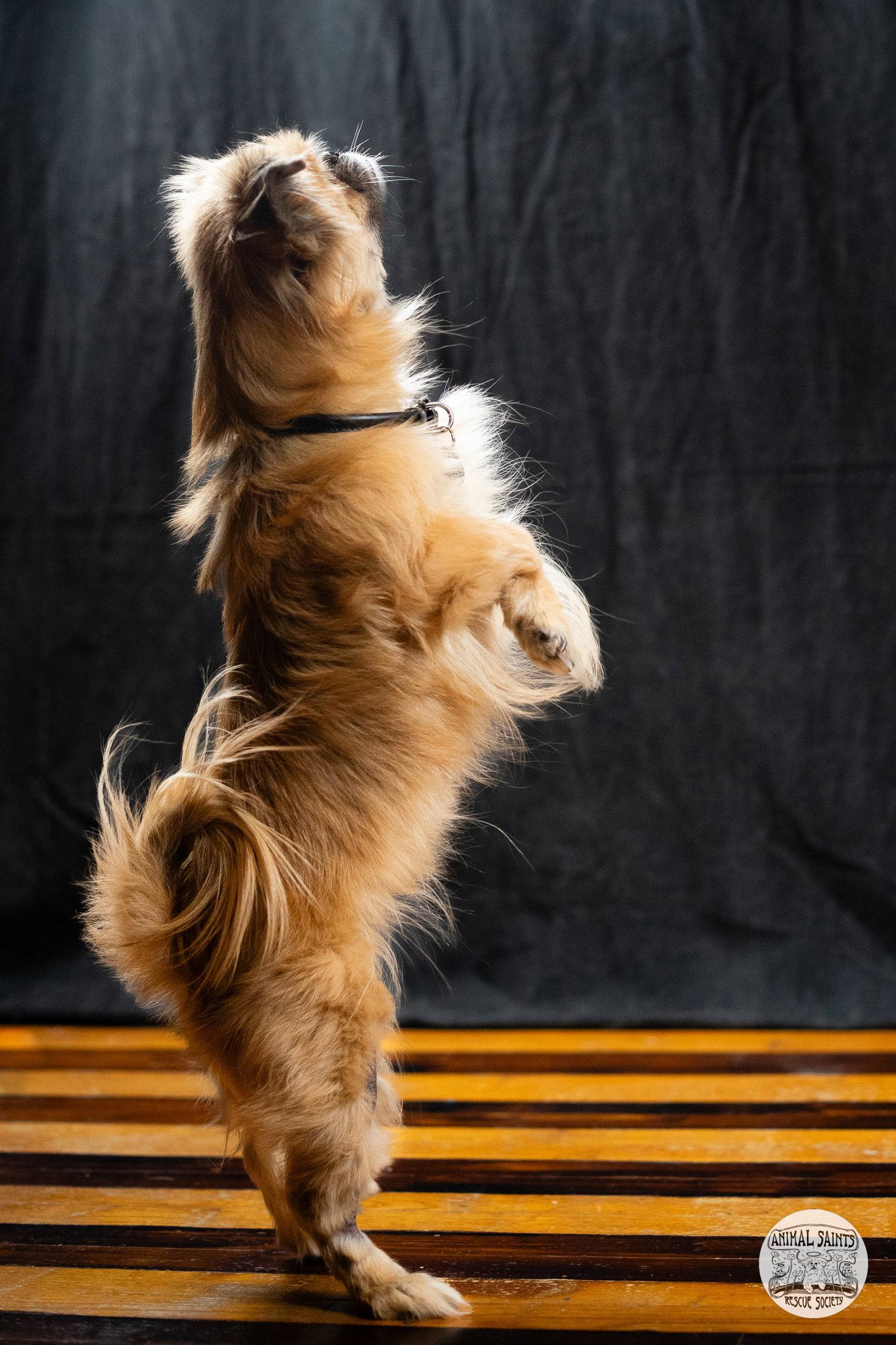 Enlarge Lady Samantha, a Adoptable Pekingese in Fort Montgomery, NY image 5/6