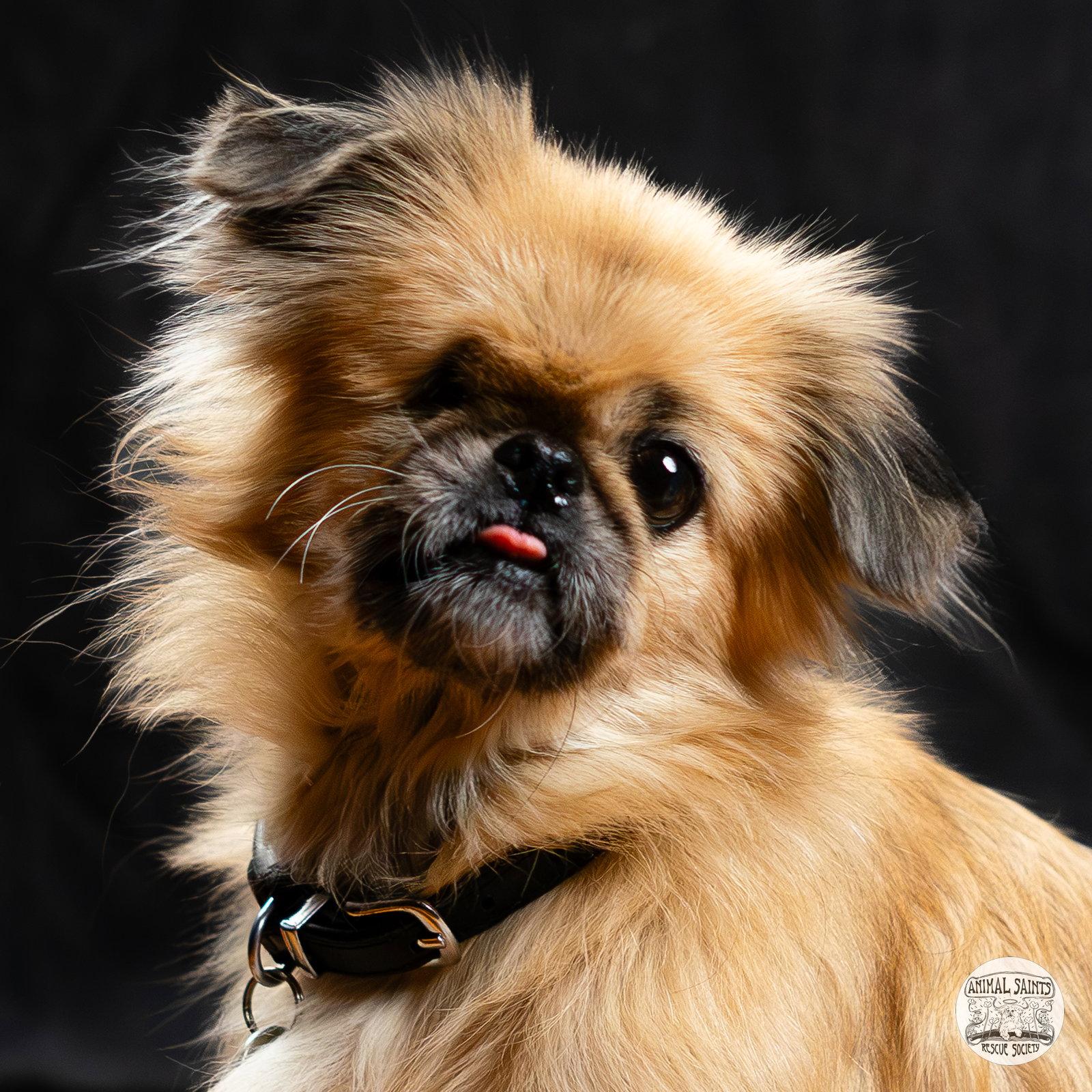 Lady Samantha, Adoptable, Adult Female Pekingese.