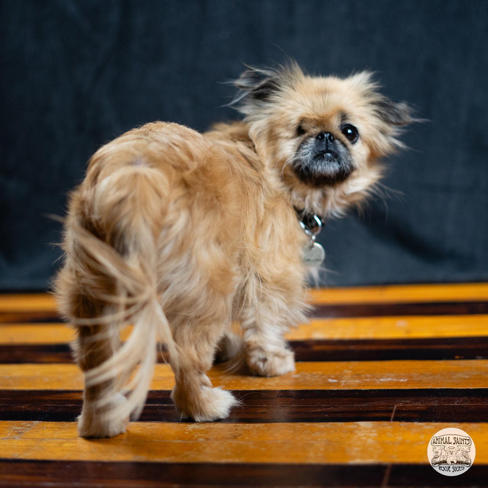 Enlarge Lady Samantha, a Adoptable Pekingese in Fort Montgomery, NY image 4/6