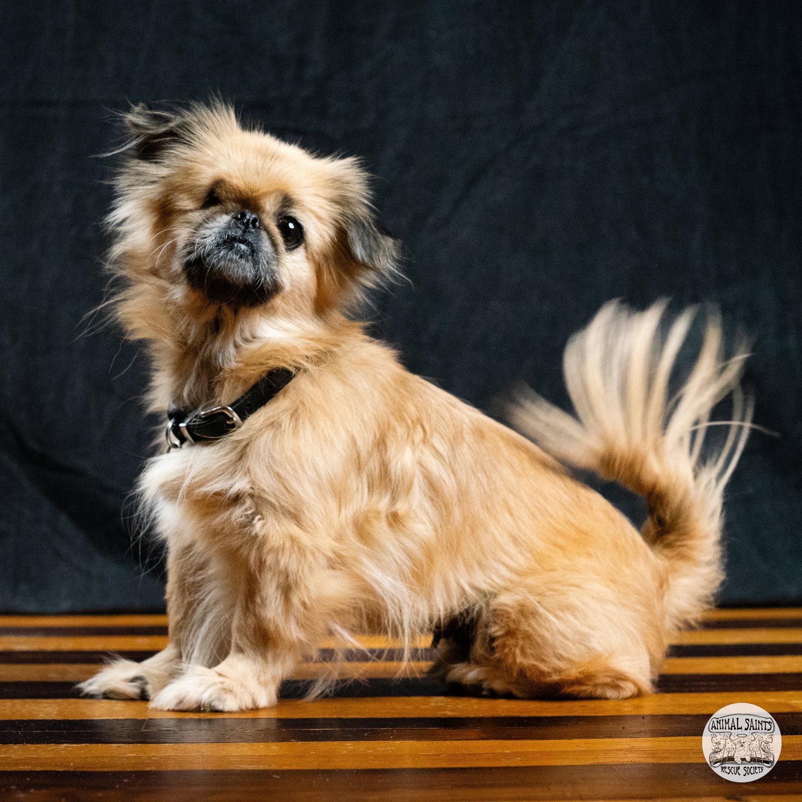 Enlarge Lady Samantha, a Adoptable Pekingese in Fort Montgomery, NY image 2/6