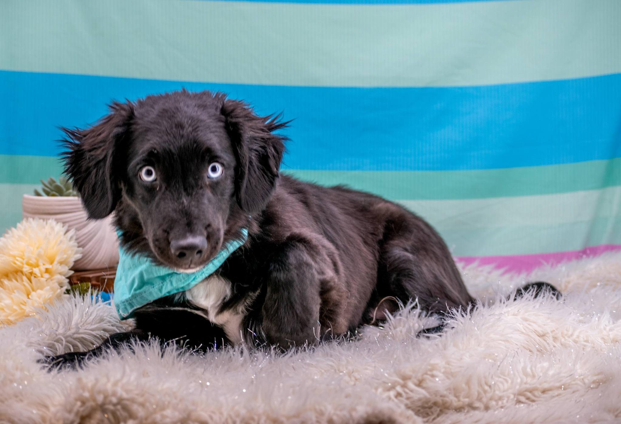 Sinatra, a ADOPTABLE Retriever in Sevierville, TN image 2/4