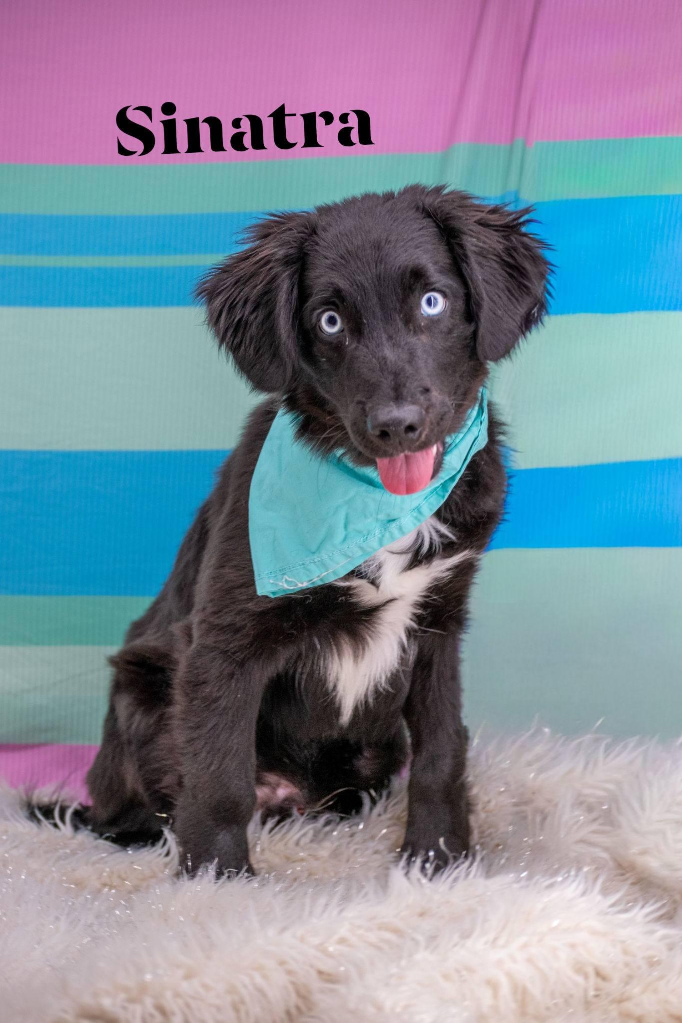 Sinatra, ADOPTABLE, Young Male Retriever.