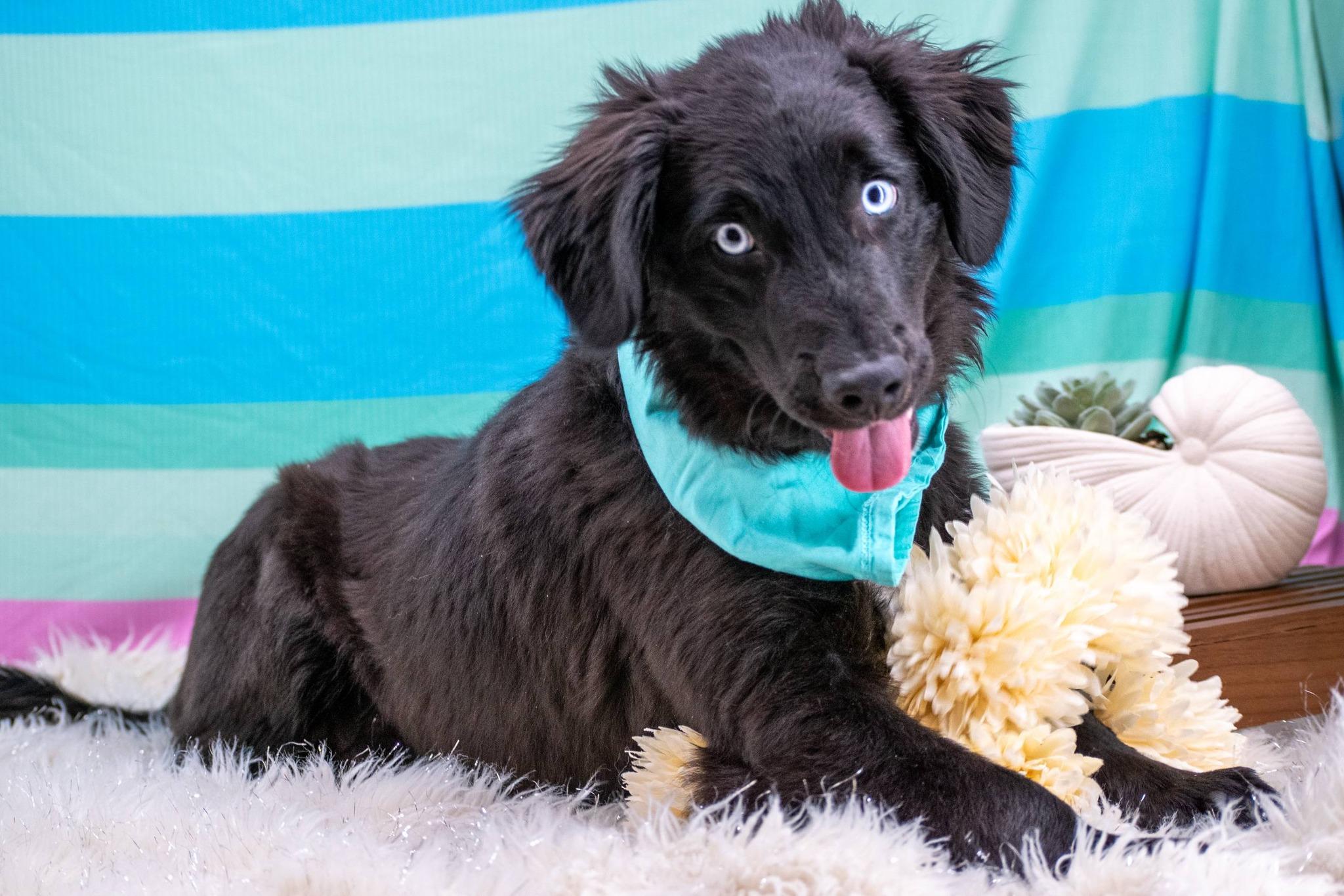 Sinatra, a ADOPTABLE Retriever in Sevierville, TN image 4/4