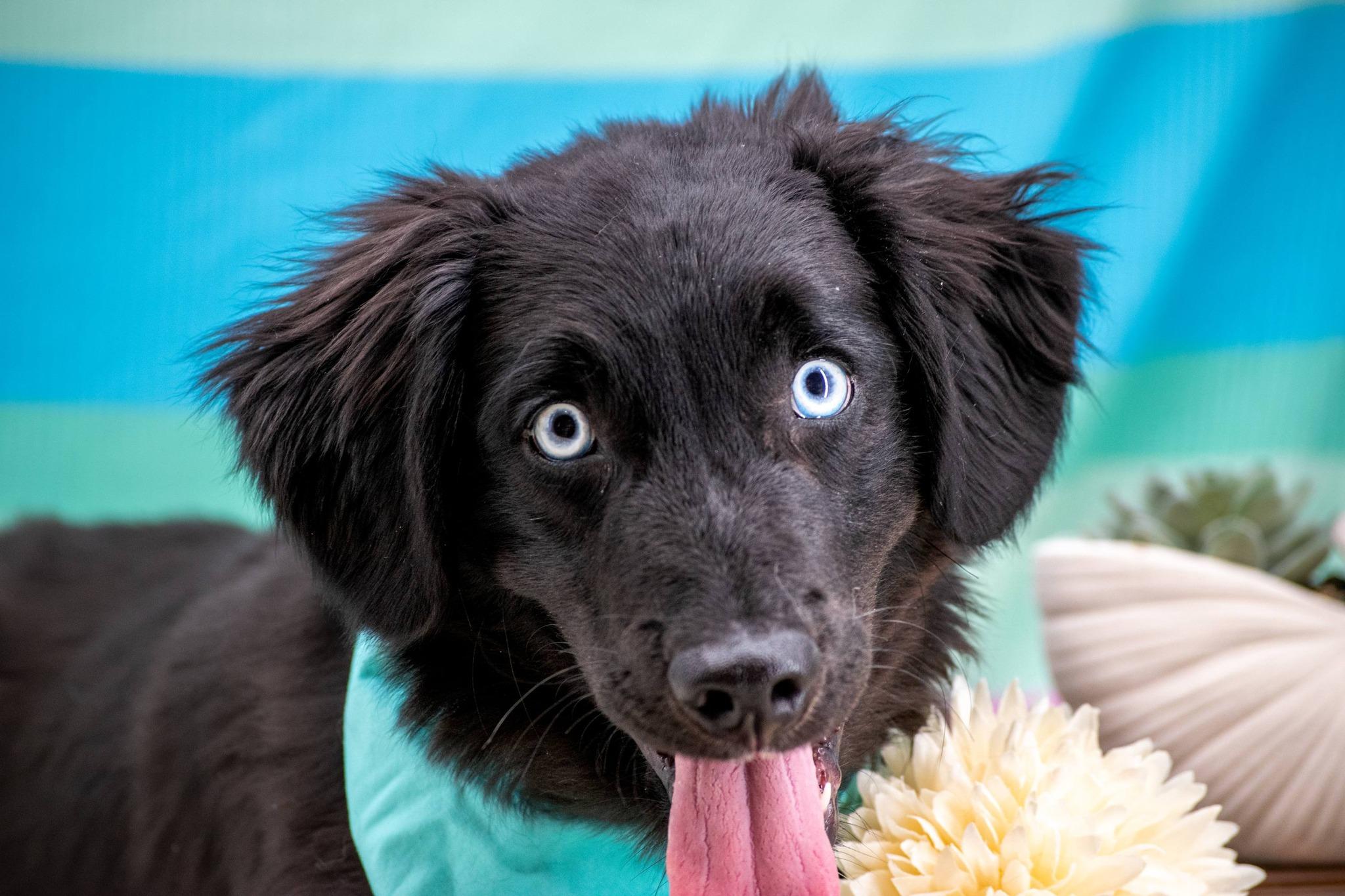 Sinatra, a ADOPTABLE Retriever in Sevierville, TN image 3/4