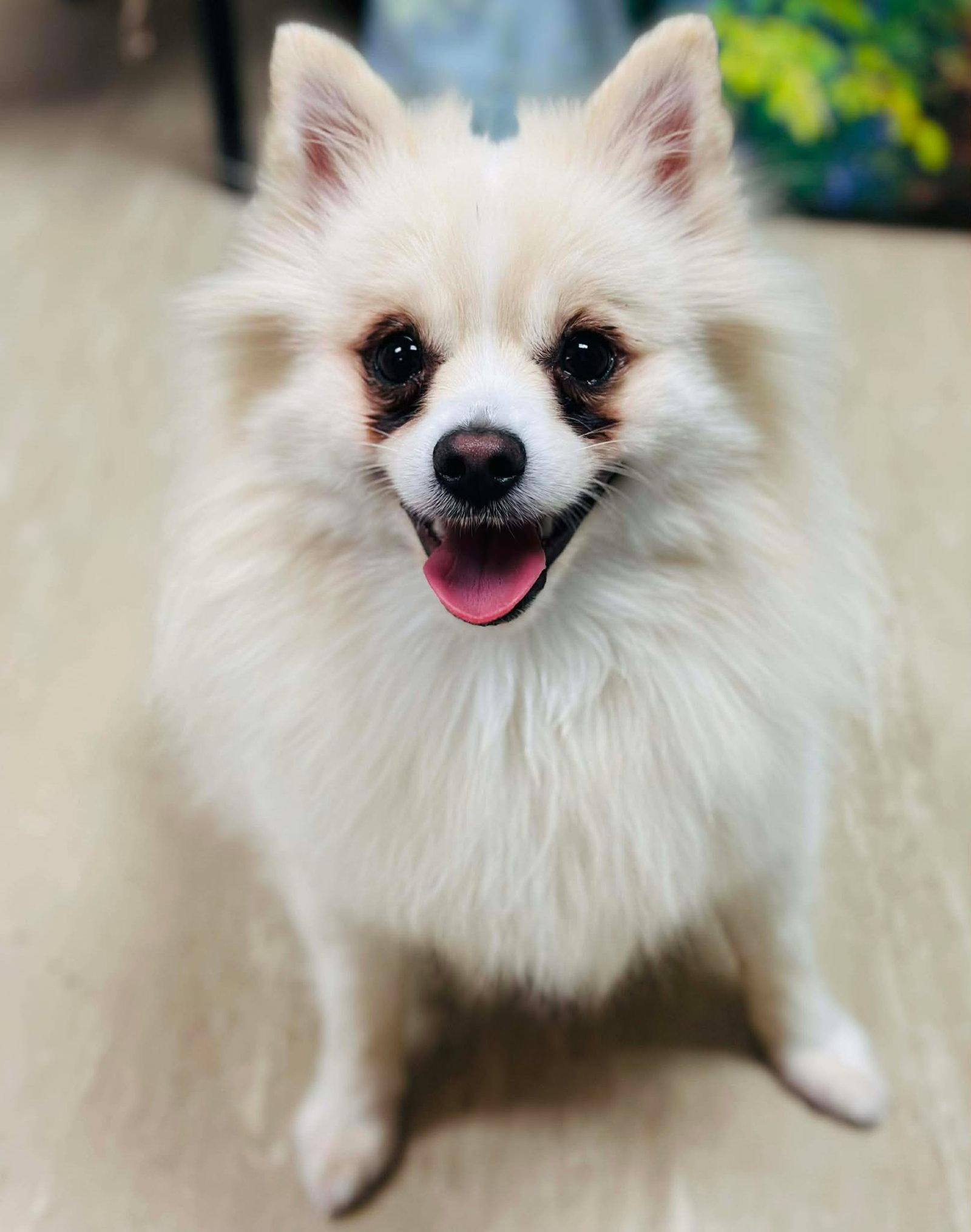Enlarge Miko, a Adopted Pomeranian in Lebanon, PA image 1/3