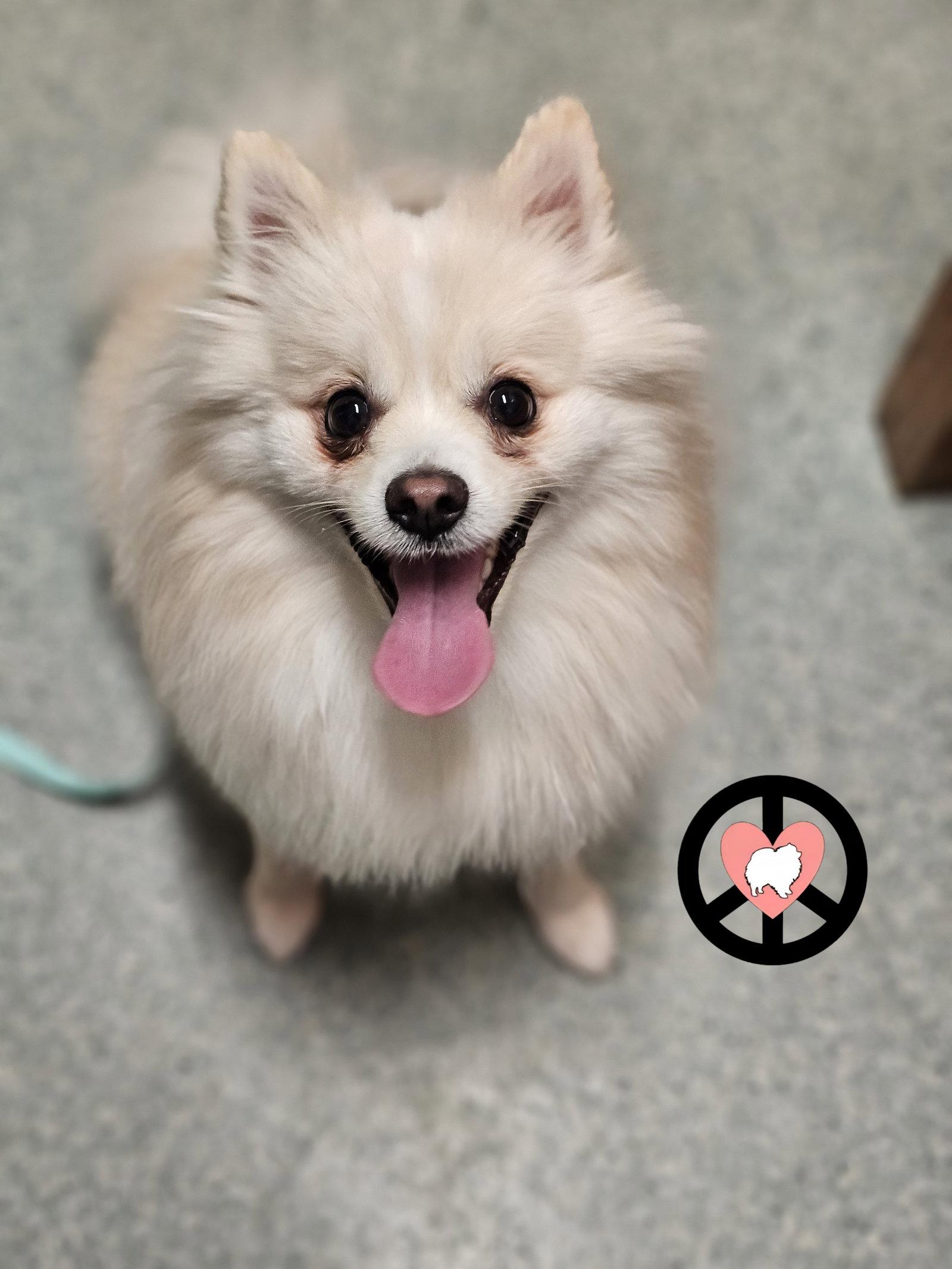 Enlarge Miko, a Adopted Pomeranian in Lebanon, PA image 2/3