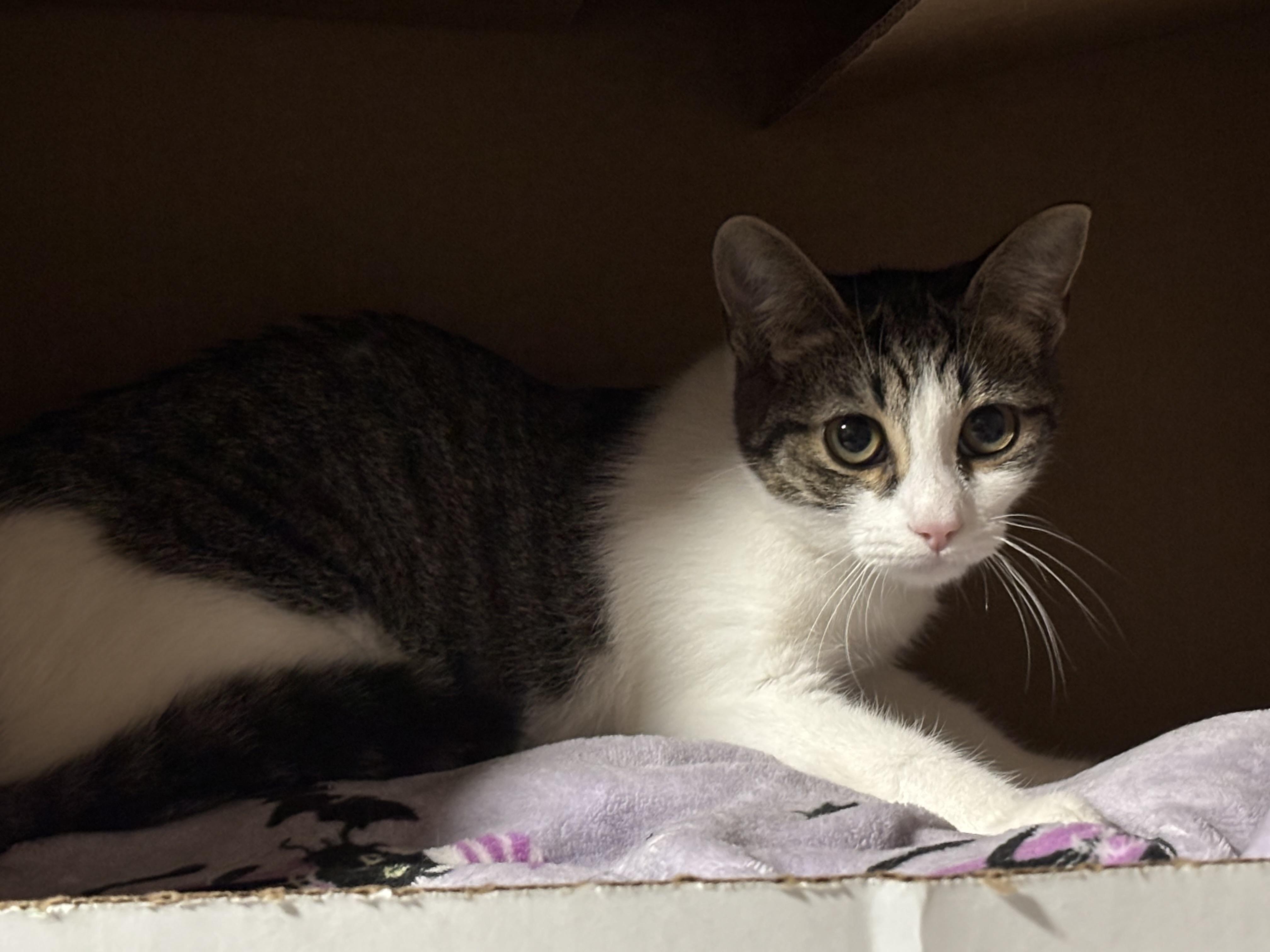 Enlarge KENDRA, a Adoptable Domestic Short Hair in Pittsburgh, PA image 4/5