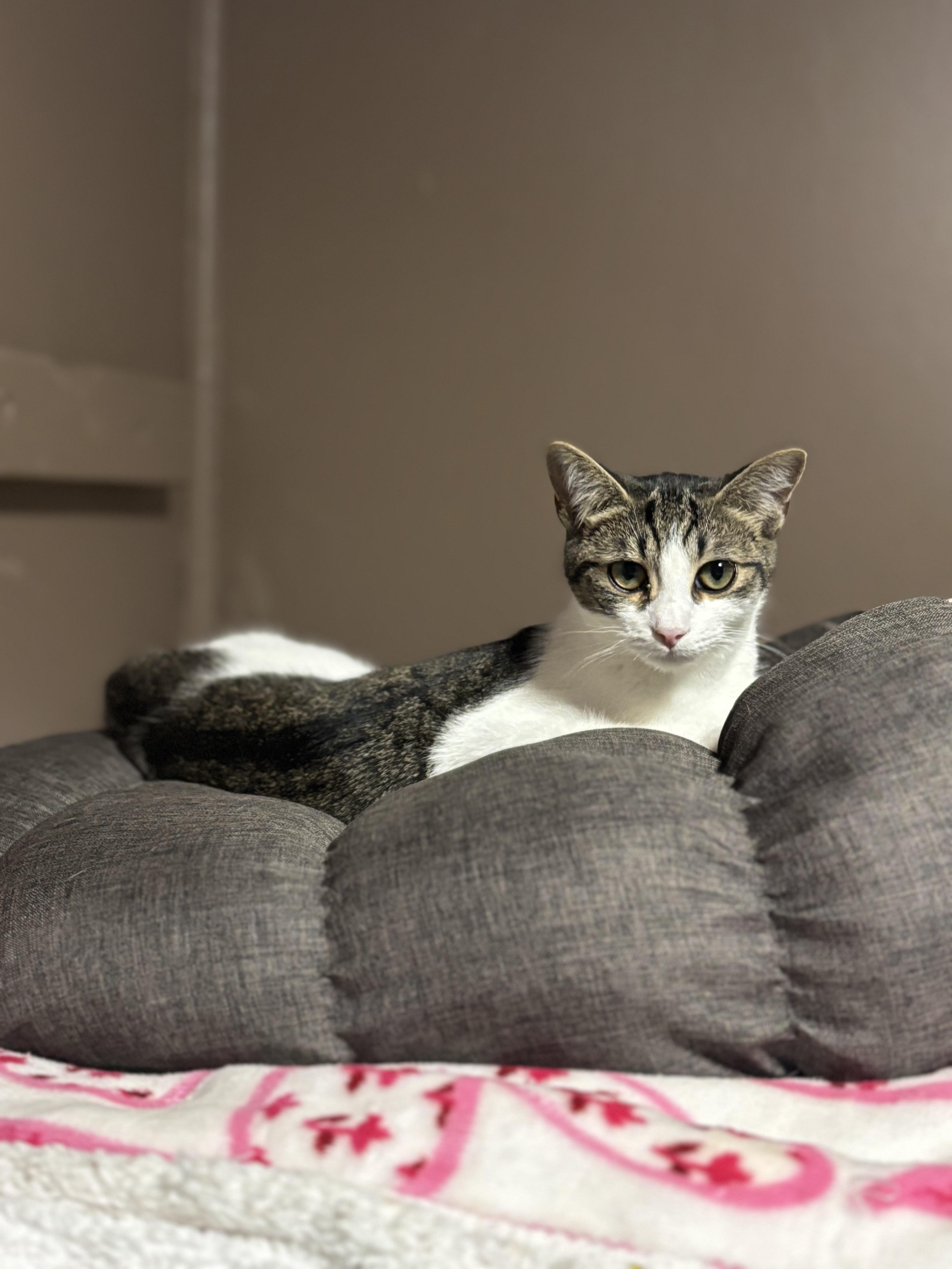 Enlarge KENDRA, a Adoptable Domestic Short Hair in Pittsburgh, PA image 3/5