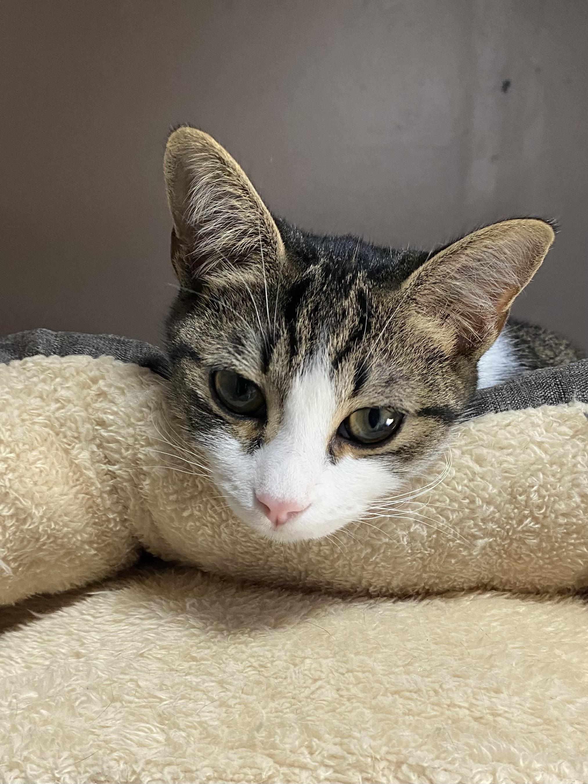 KENDRA, Adoptable, Young Female Domestic Short Hair.