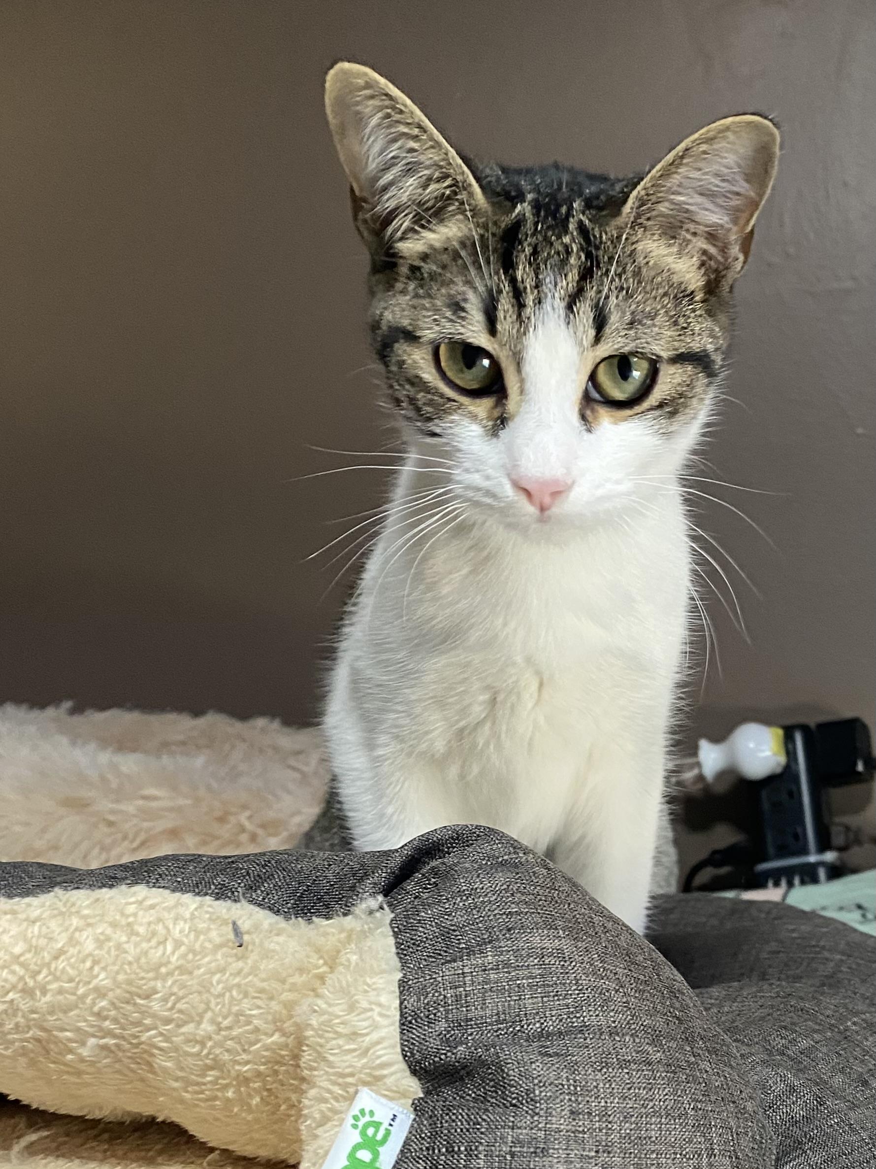 Enlarge KENDRA, a Adoptable Domestic Short Hair in Pittsburgh, PA image 5/5