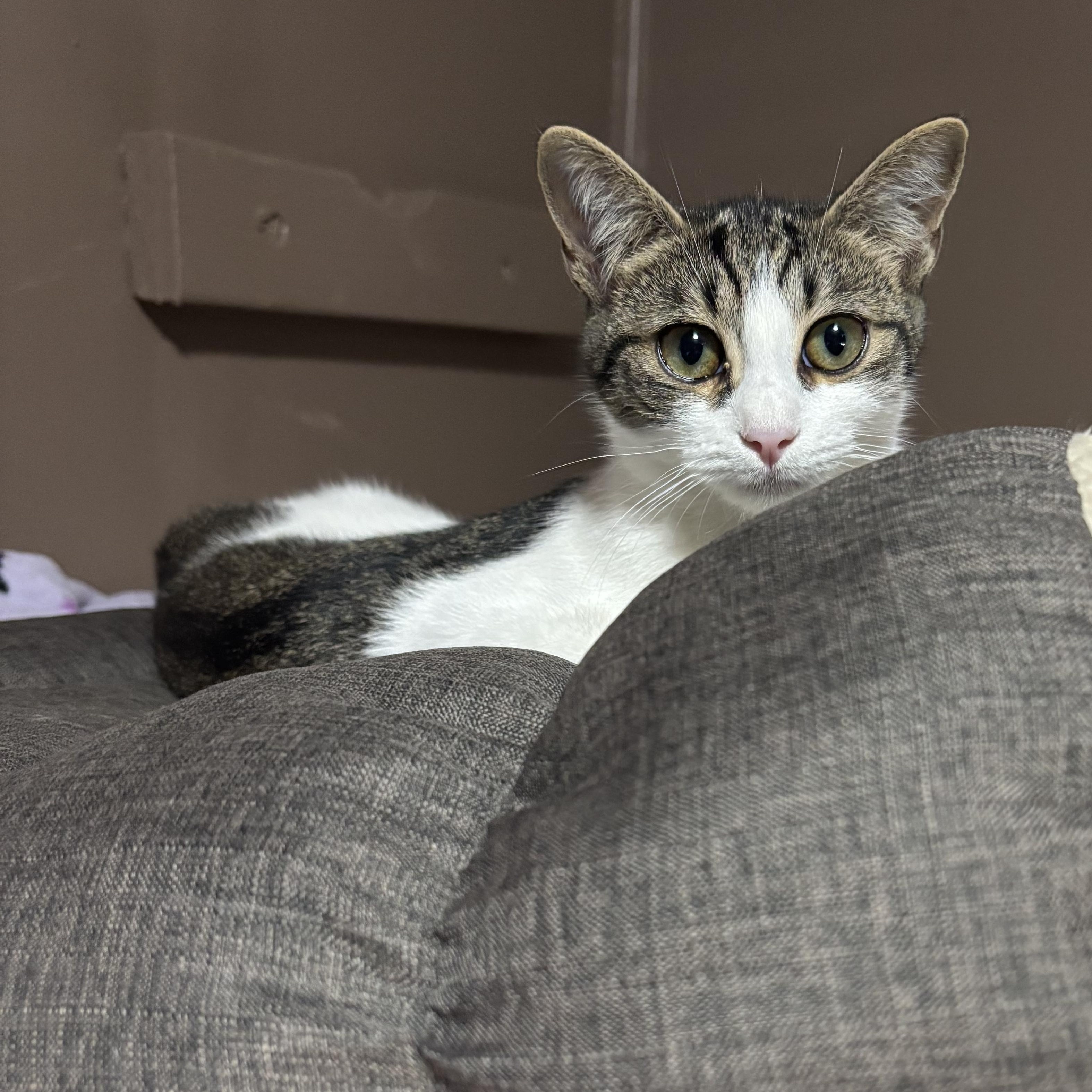 KENDRA, Adoptable, Young Female Domestic Short Hair.