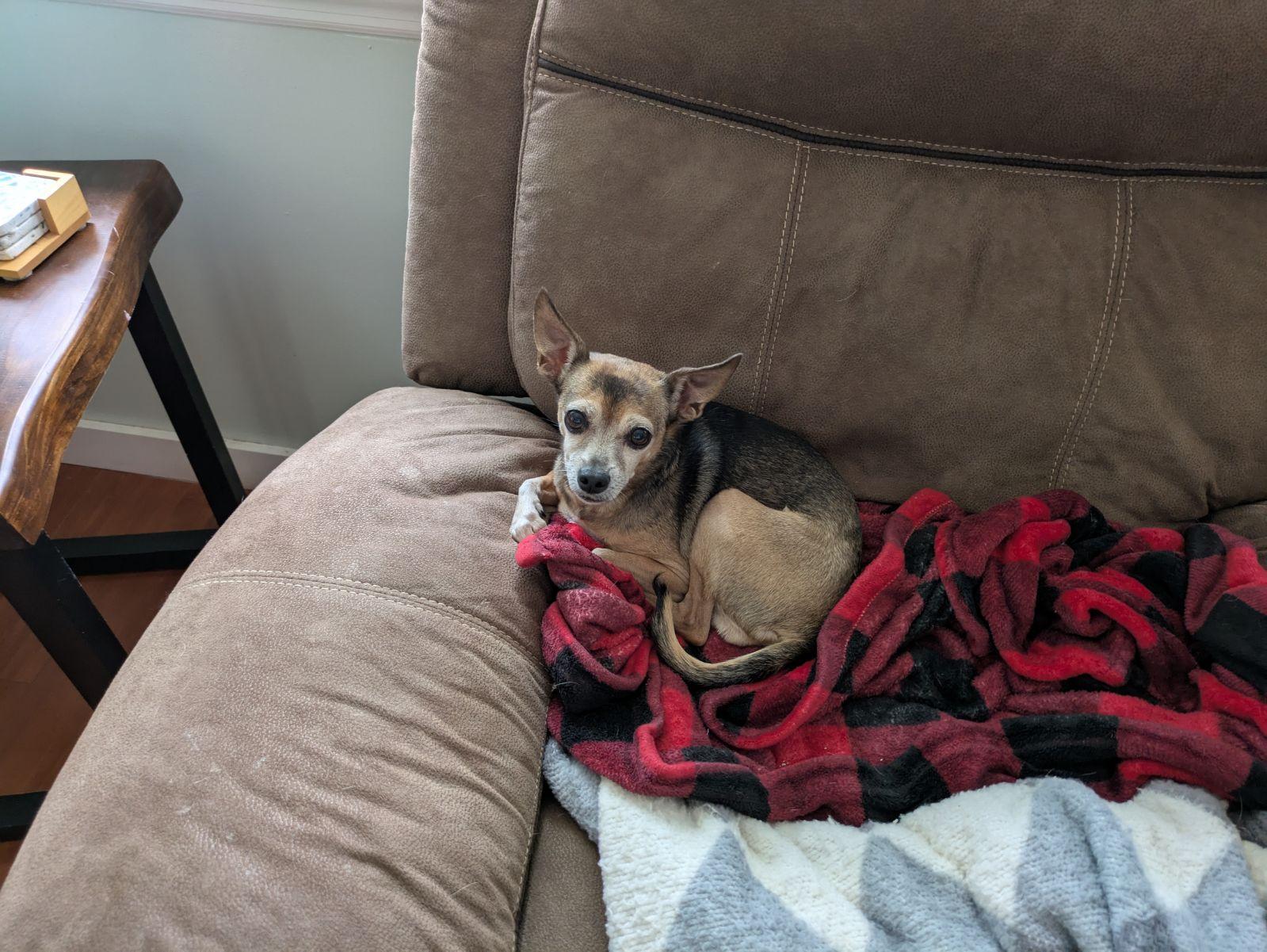 Levi and Madison, Adopted, Senior Female Chihuahua.
