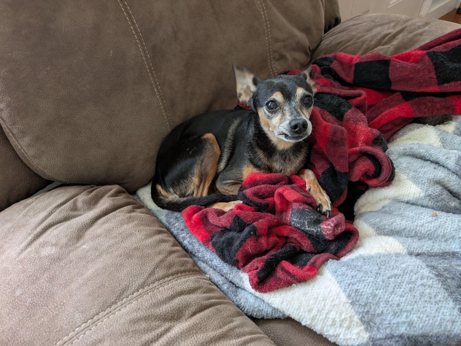 Enlarge Levi and Madison, a Adopted Chihuahua in Williston, FL image 2/4