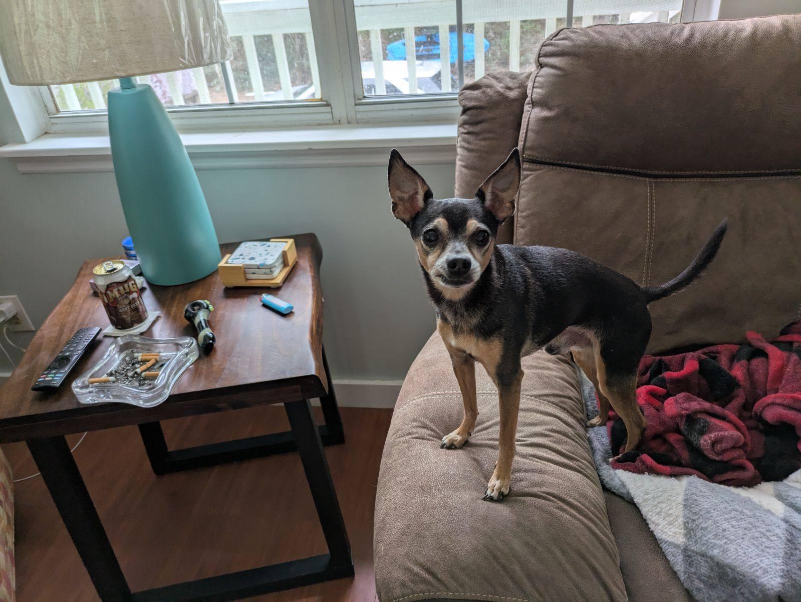 Enlarge Levi and Madison, a Adopted Chihuahua in Williston, FL image 3/4