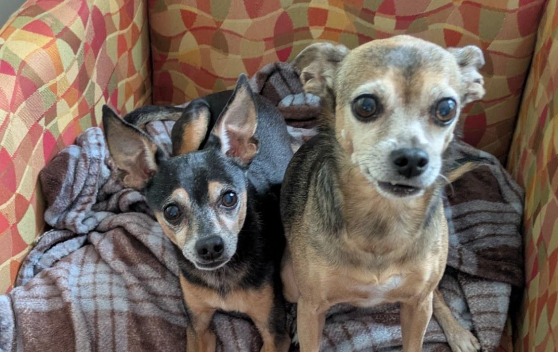 Enlarge Levi and Madison, a Adopted Chihuahua in Williston, FL image 4/4