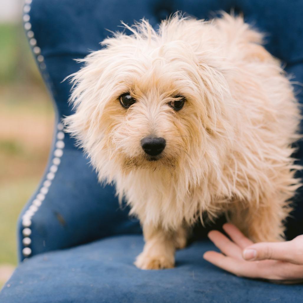 Tiny, Adoptable, Adult Female Cairn Terrier.