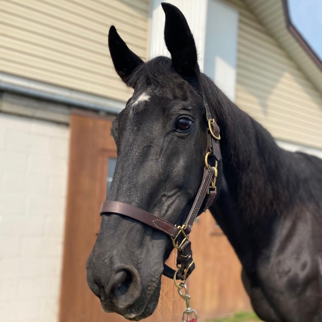 Onyx, Adoptable, Senior Male Quarterhorse & Quarterhorse.