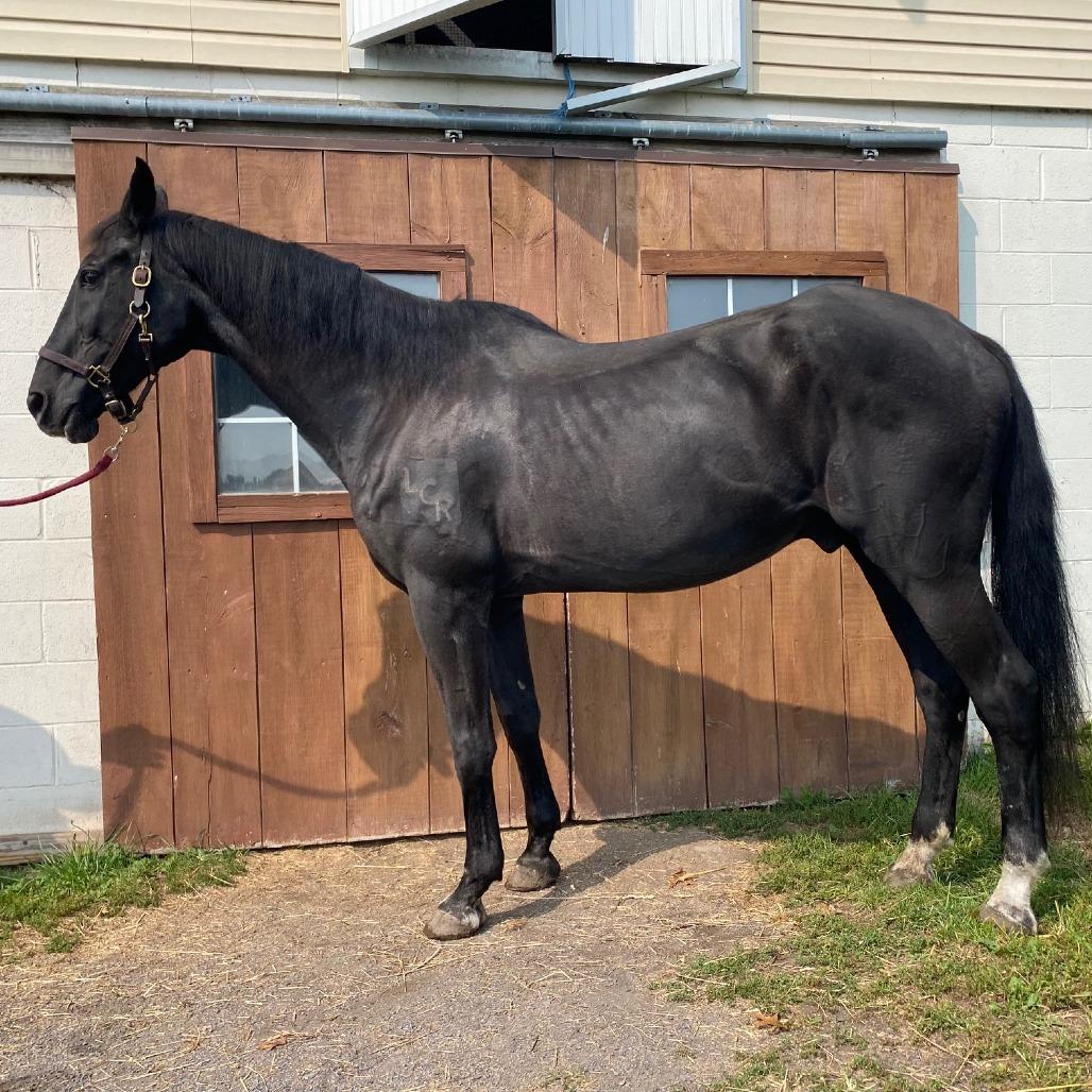 Enlarge Onyx, a Adoptable mixed breed in Quakertown, PA image 2/3