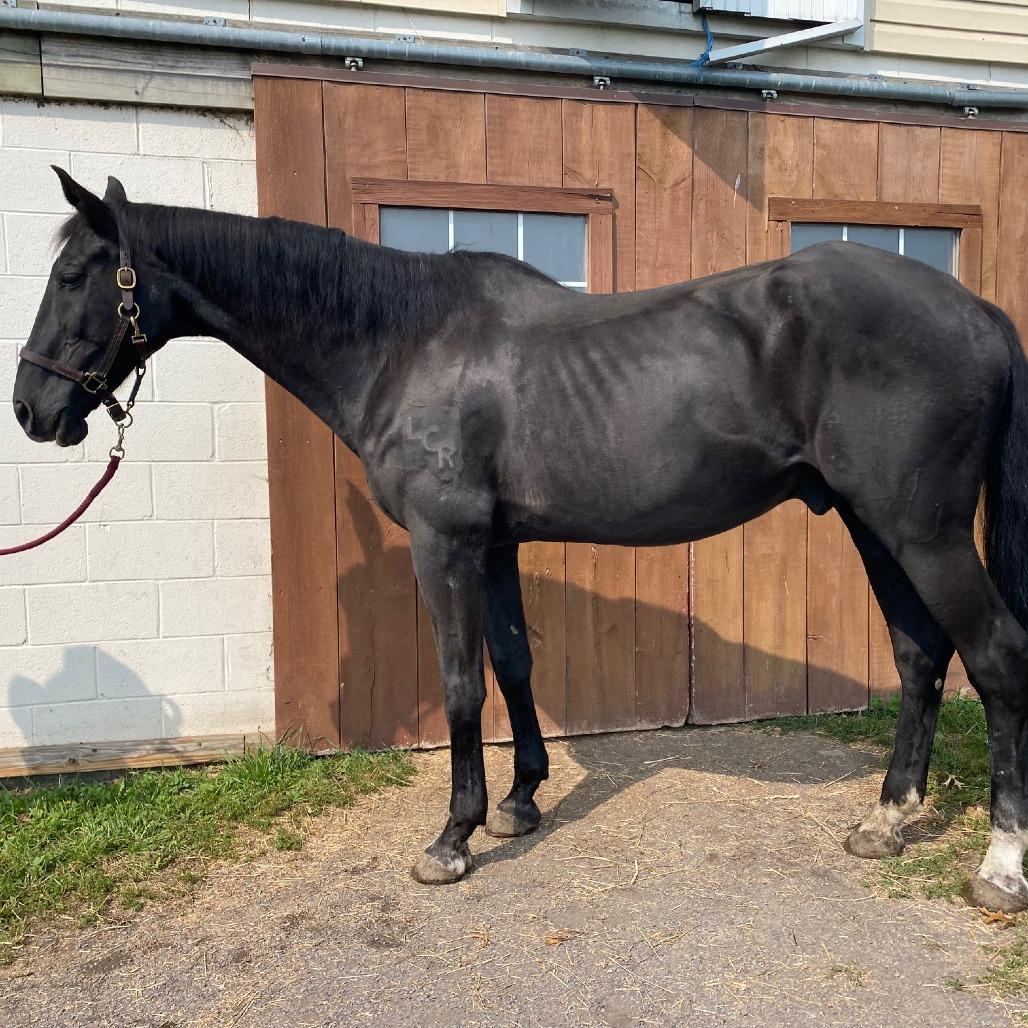 Enlarge Onyx, a Adoptable mixed breed in Quakertown, PA image 3/3