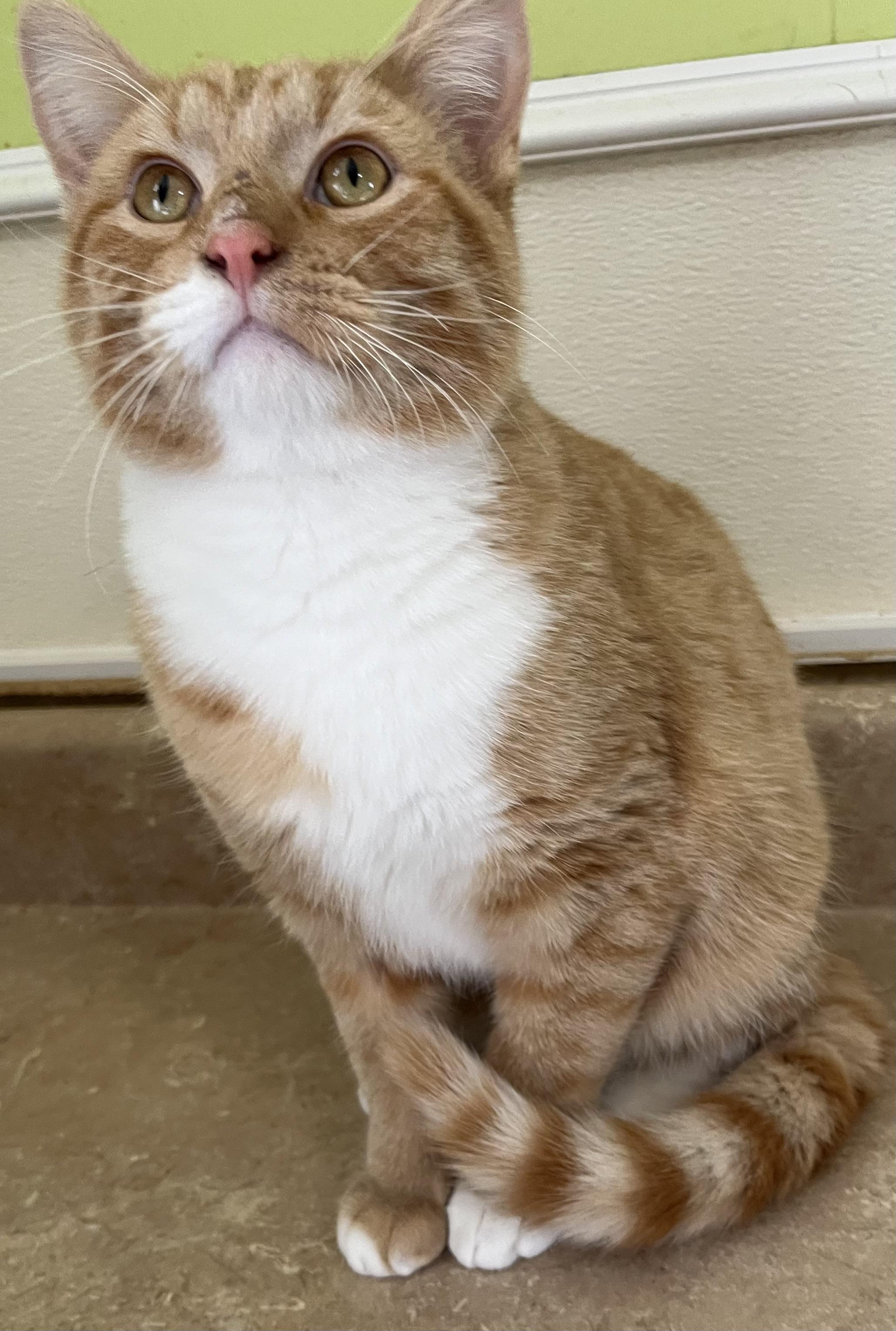 Ridley, an adopted Domestic Short Hair in Moline, IL image 1/6