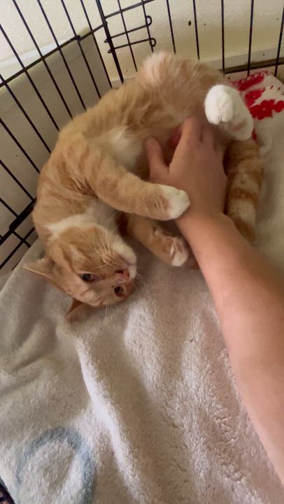 Enlarge Ridley, an adopted Domestic Short Hair in Moline, IL video 6/6