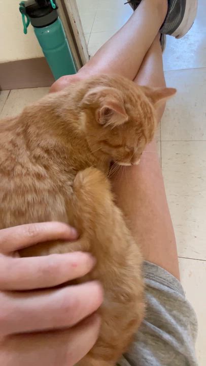 Enlarge Ridley, an adopted Domestic Short Hair in Moline, IL video 3/6