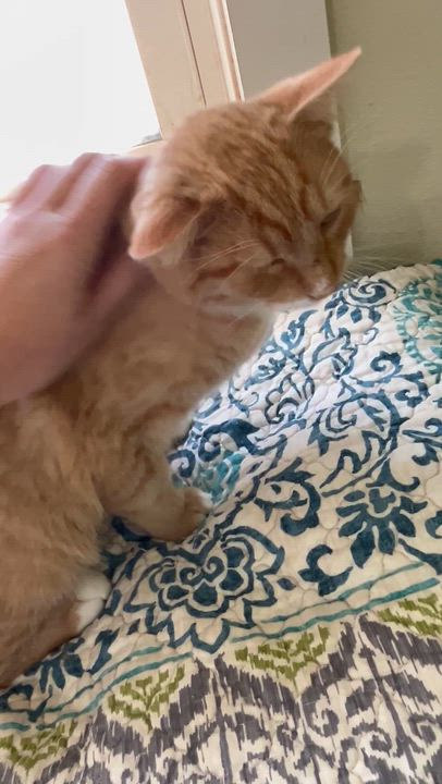 Enlarge Ridley, an adopted Domestic Short Hair in Moline, IL video 4/6