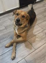 Enlarge Stitch, a ADOPTABLE mixed breed in Steamboat Springs, CO image 1/3