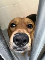 Enlarge Stitch, a ADOPTABLE mixed breed in Steamboat Springs, CO image 3/3