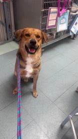 Enlarge Stitch, a ADOPTABLE mixed breed in Steamboat Springs, CO image 2/3