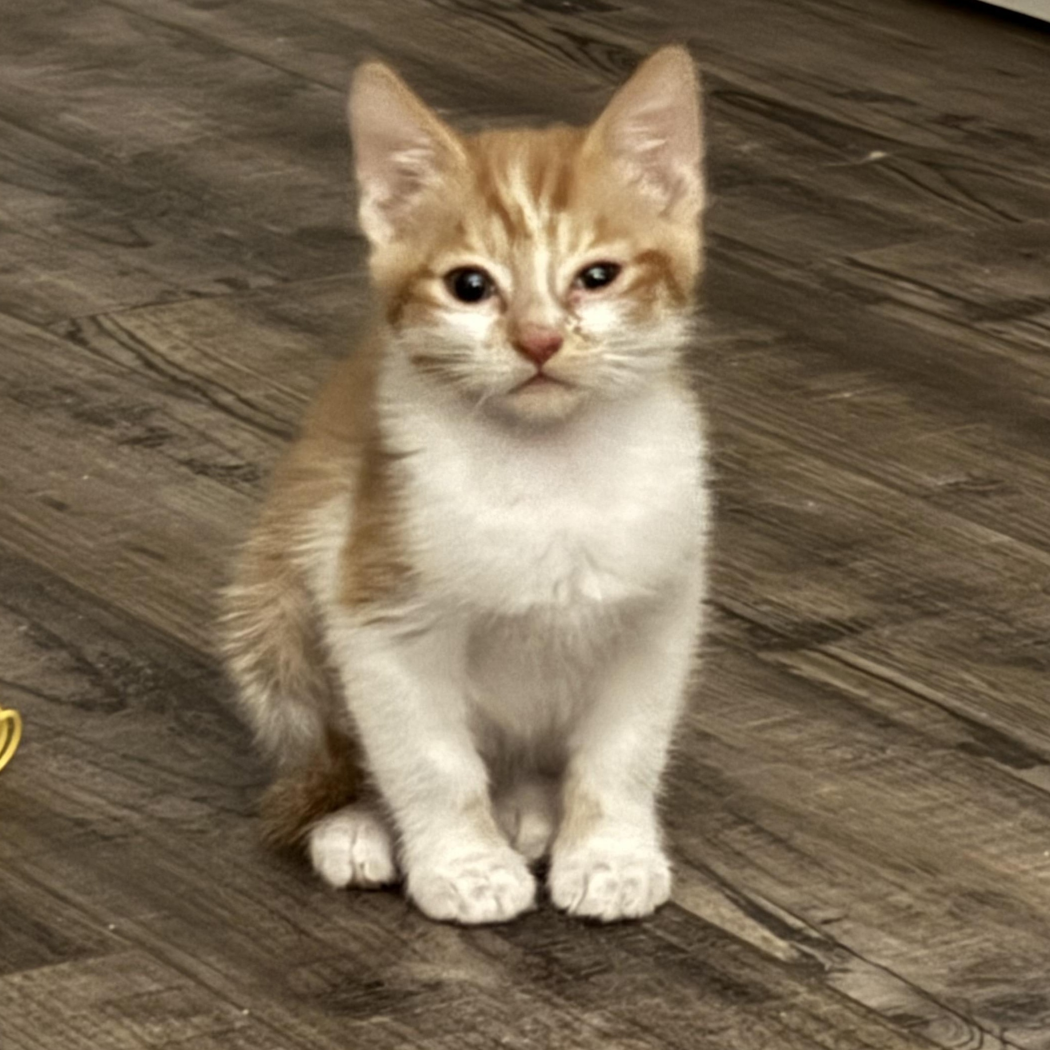 Enlarge Griffin, an adopted Domestic Short Hair in Kirklin, IN image 3/4