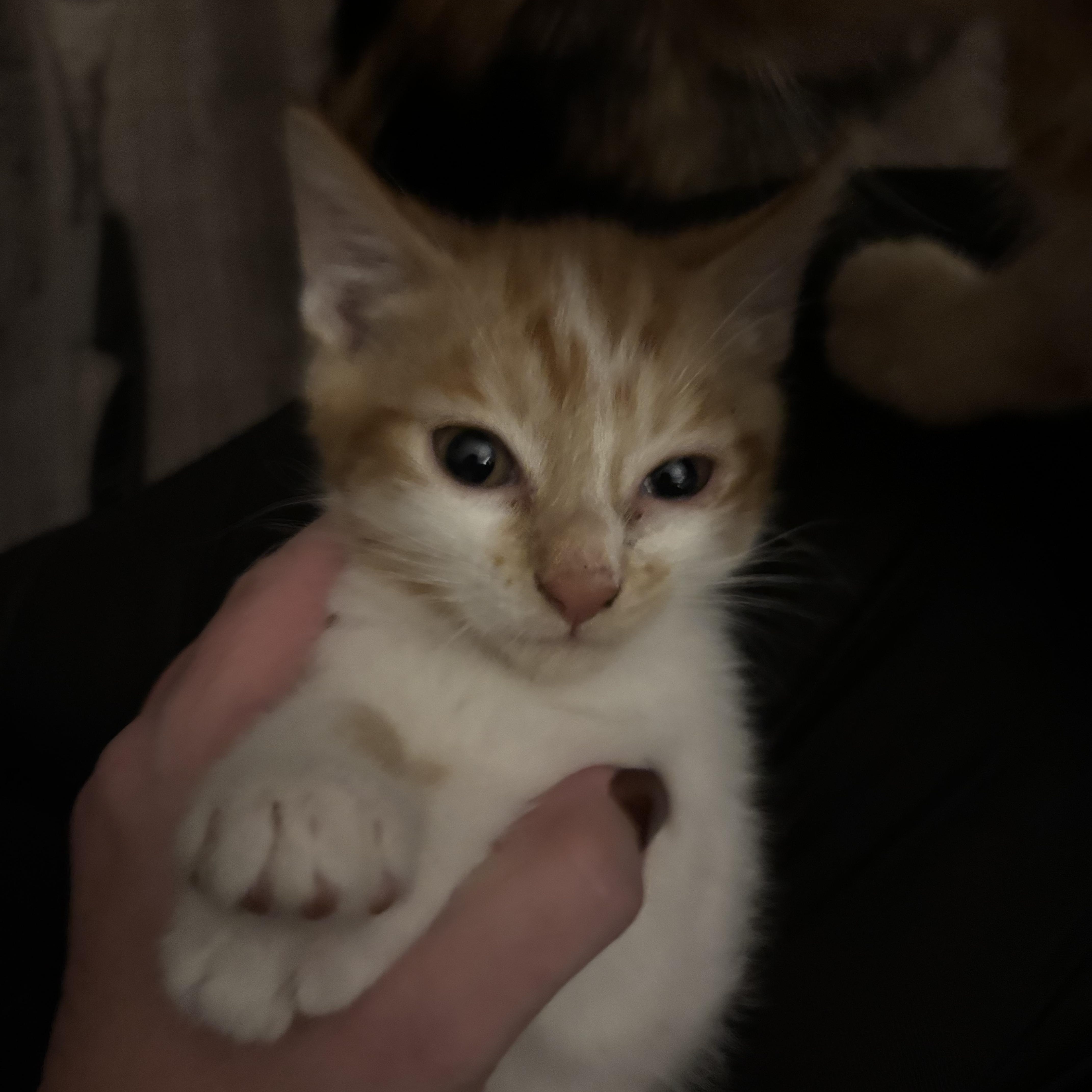 Enlarge Griffin, an adopted Domestic Short Hair in Kirklin, IN image 4/4