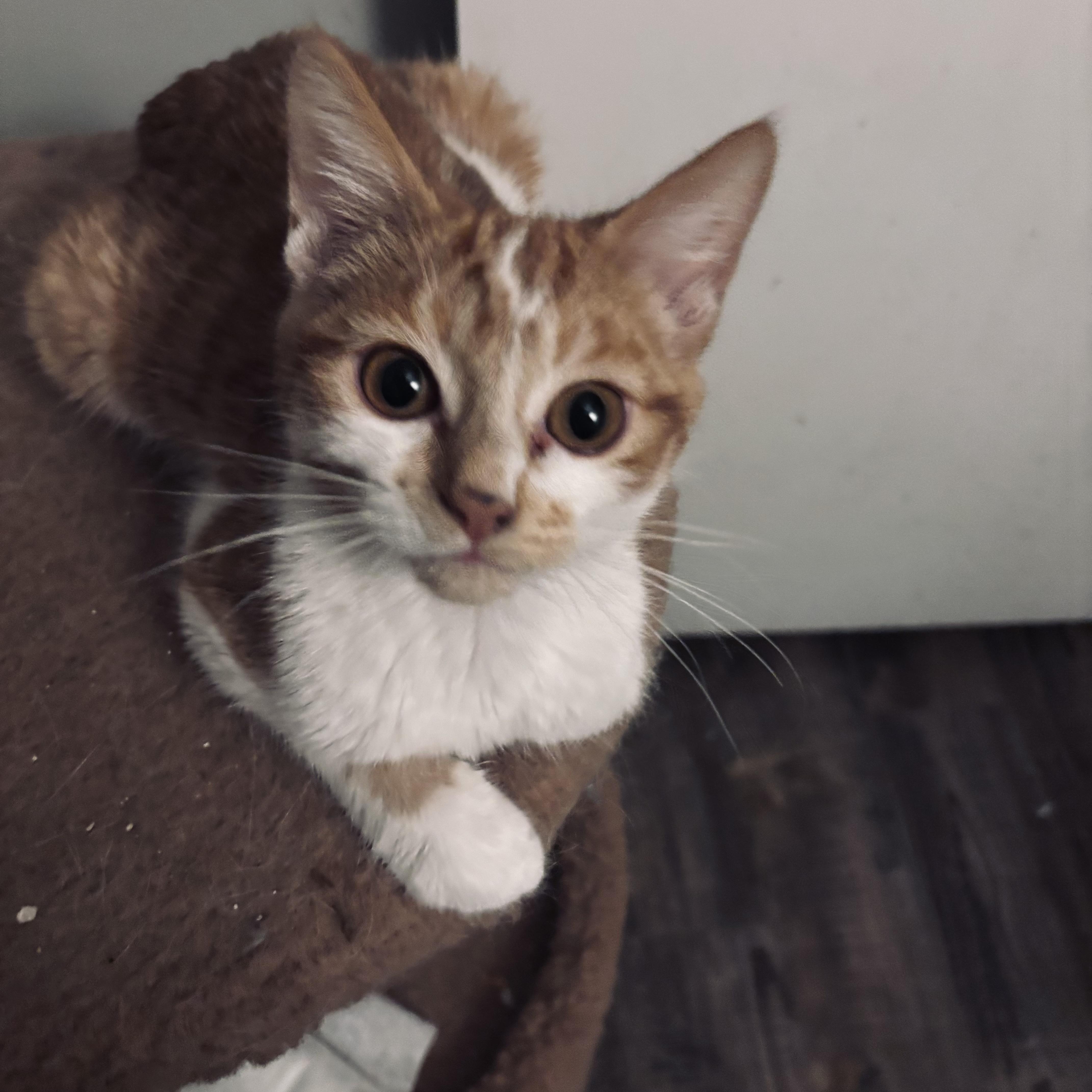 Enlarge Griffin, an adopted Domestic Short Hair in Kirklin, IN image 1/4