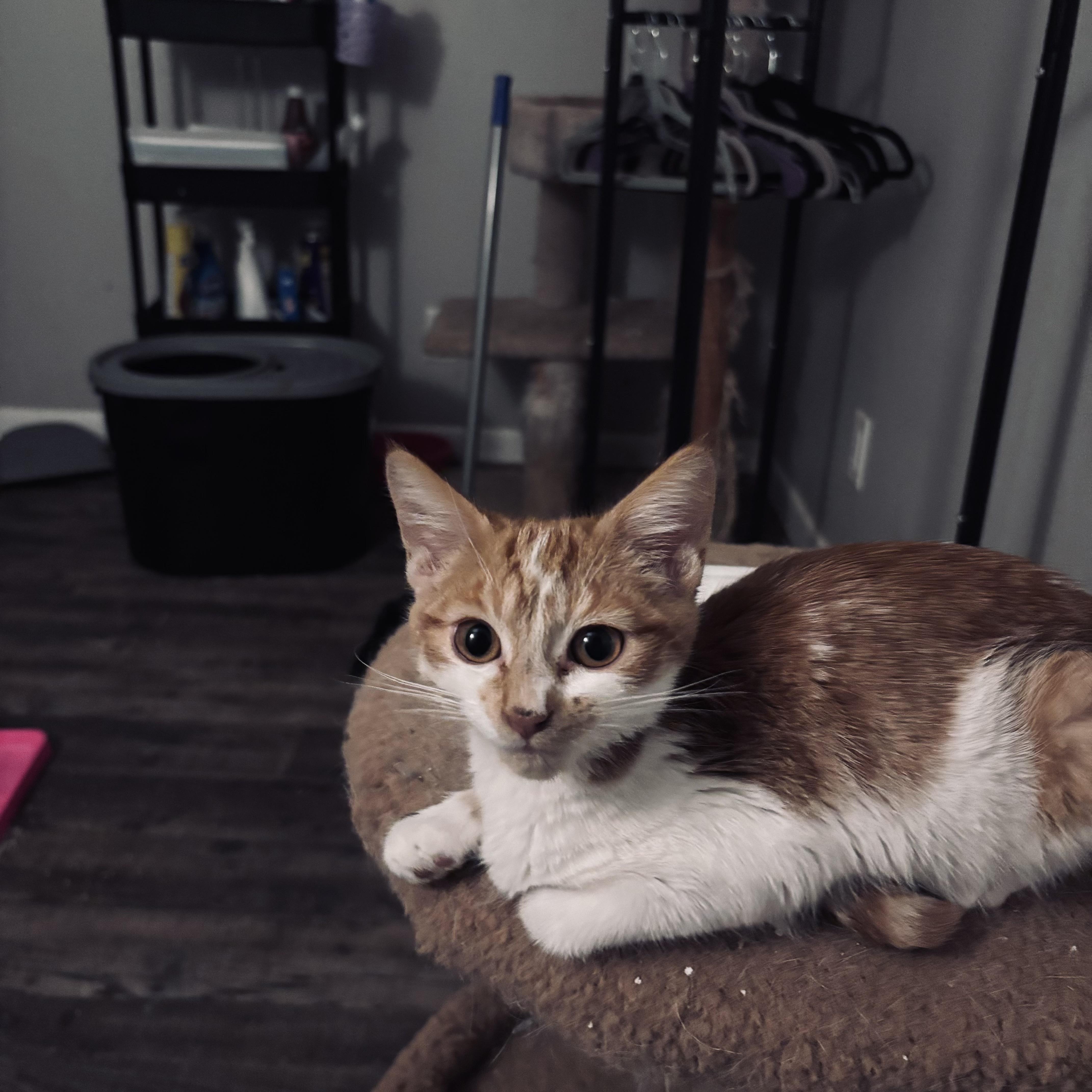 Enlarge Griffin, an adopted Domestic Short Hair in Kirklin, IN image 2/4