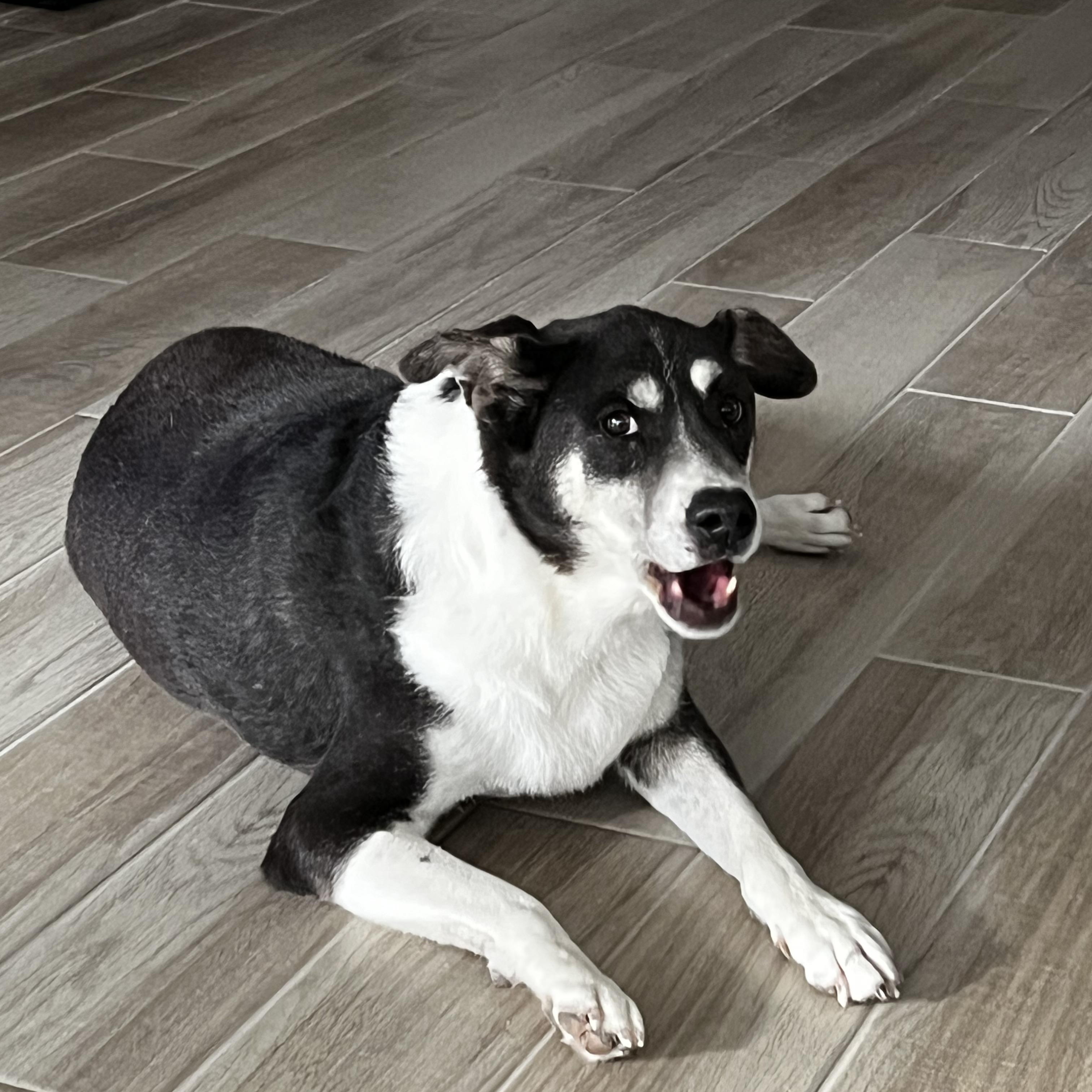 Enlarge Joanie-San Diego, CA, a ADOPTABLE Australian Cattle Dog / Blue Heeler in San Diego, CA image 1/3