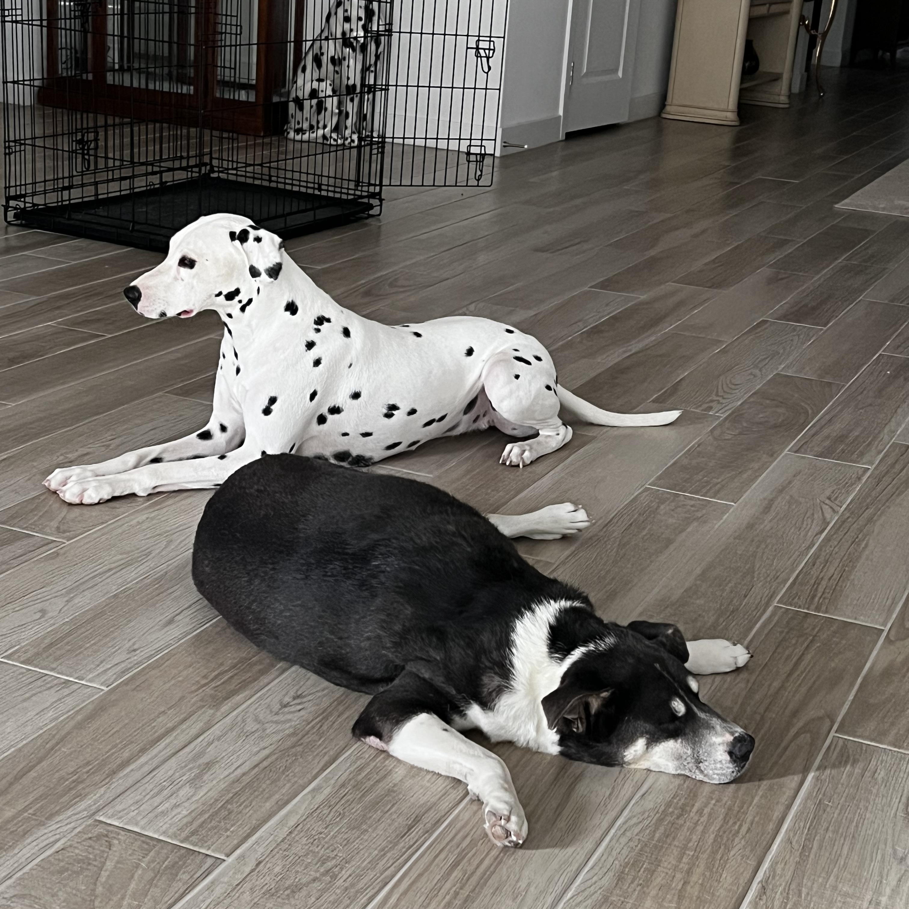 Enlarge Joanie-San Diego, CA, a ADOPTABLE Australian Cattle Dog / Blue Heeler in San Diego, CA image 3/3