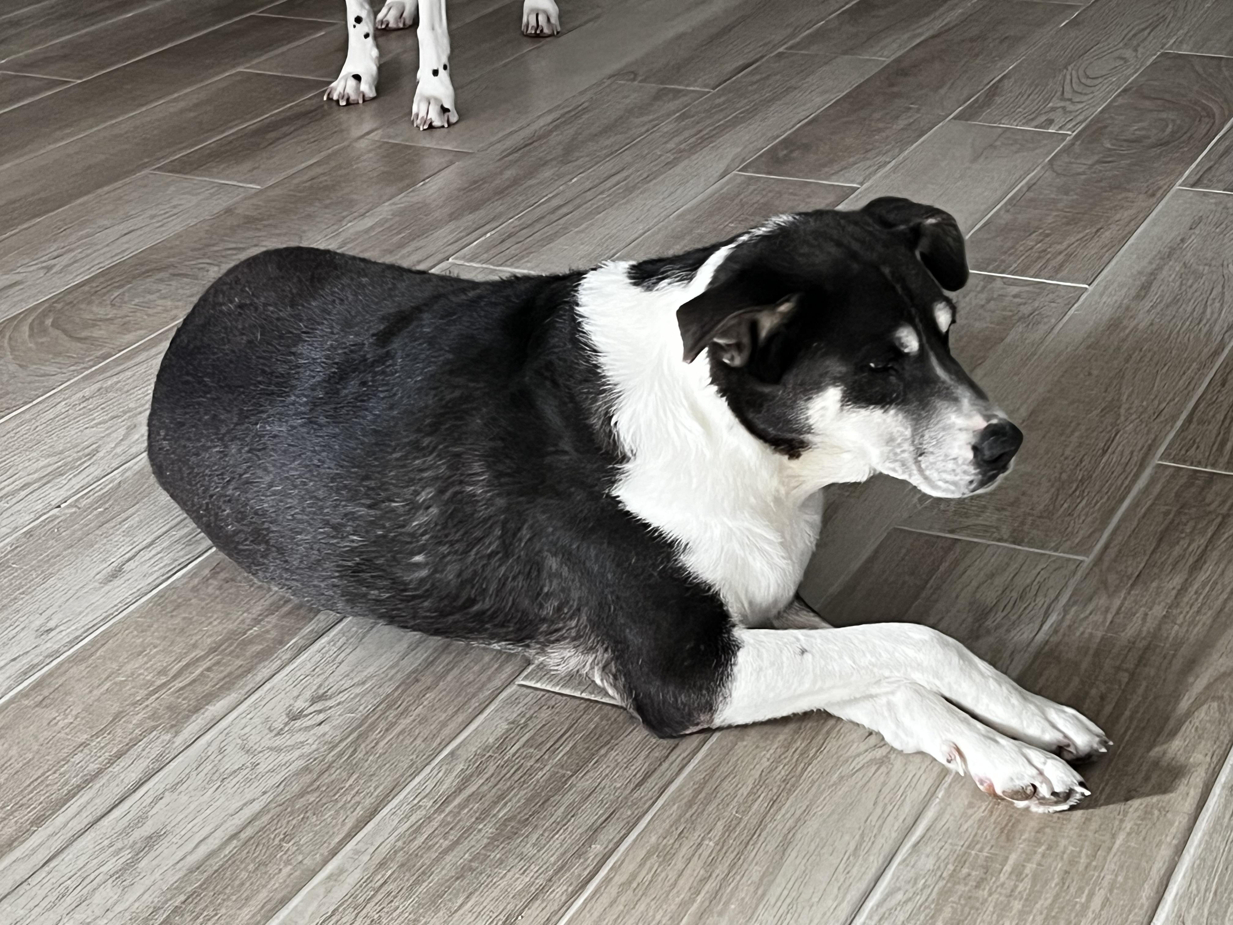 Enlarge Joanie-San Diego, CA, a ADOPTABLE Australian Cattle Dog / Blue Heeler in San Diego, CA image 2/3