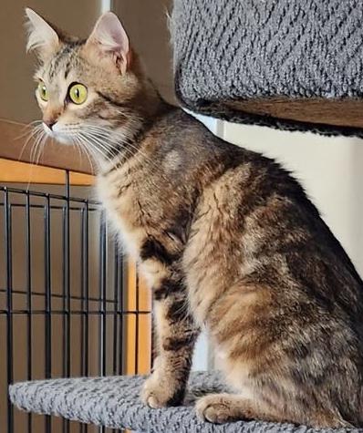 Enlarge Bailey, a Adopted Domestic Short Hair in Fort Mill, SC image 2/3