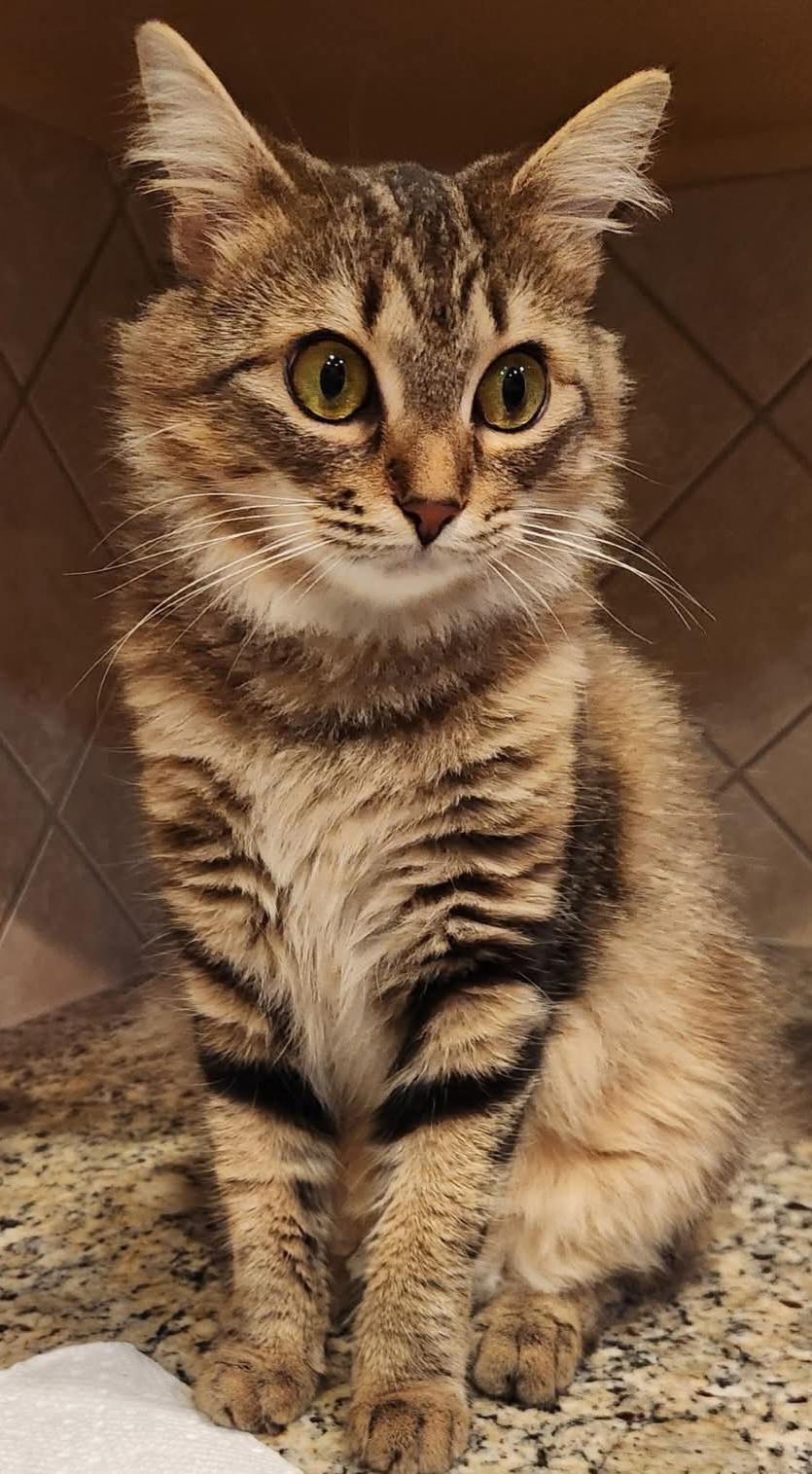 Enlarge Bailey, a Adopted Domestic Short Hair in Fort Mill, SC image 1/3