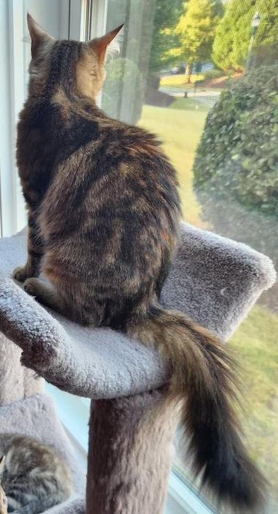 Enlarge Bailey, a Adopted Domestic Short Hair in Fort Mill, SC image 3/3