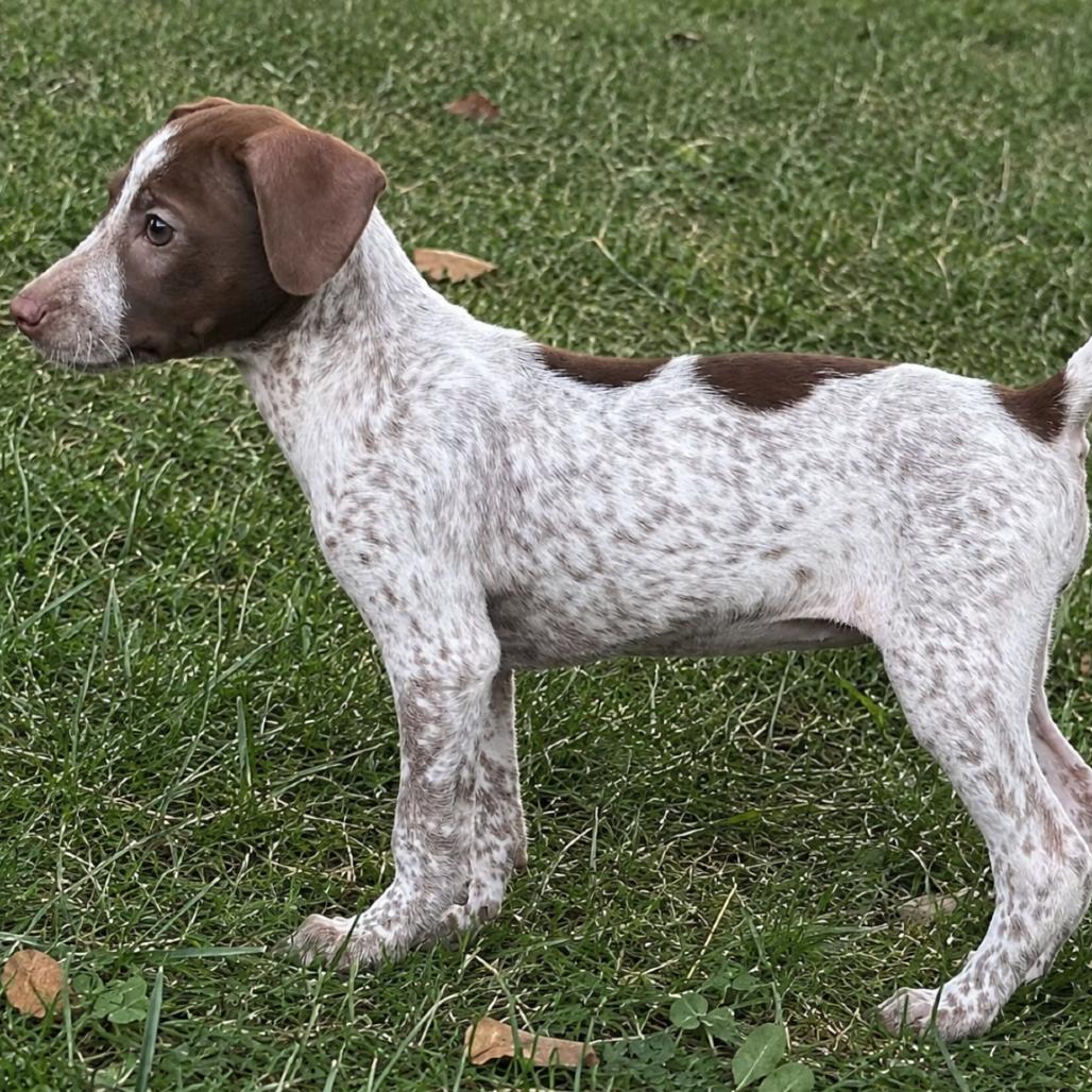 Trixie, Adopted, Puppy Female Dachshund & Mixed Breed.