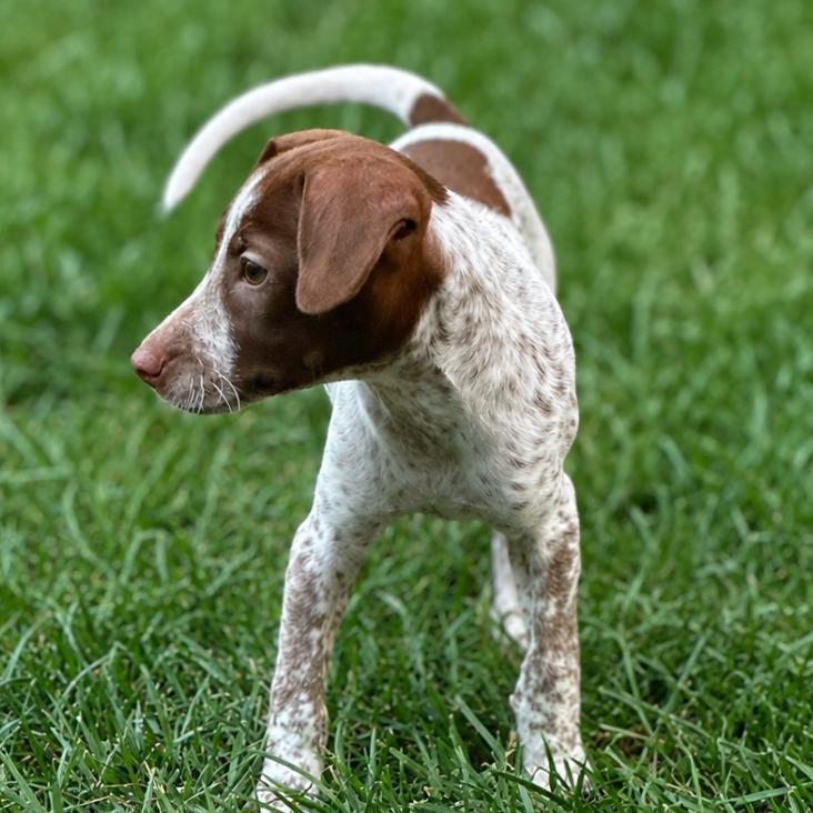 Enlarge Trixie, a Adopted mixed breed in Rogersville, MO image 3/6