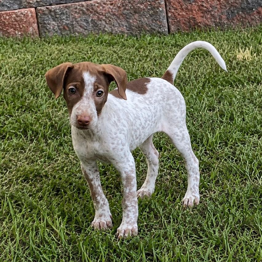 Enlarge Trixie, a Adopted mixed breed in Rogersville, MO image 4/6