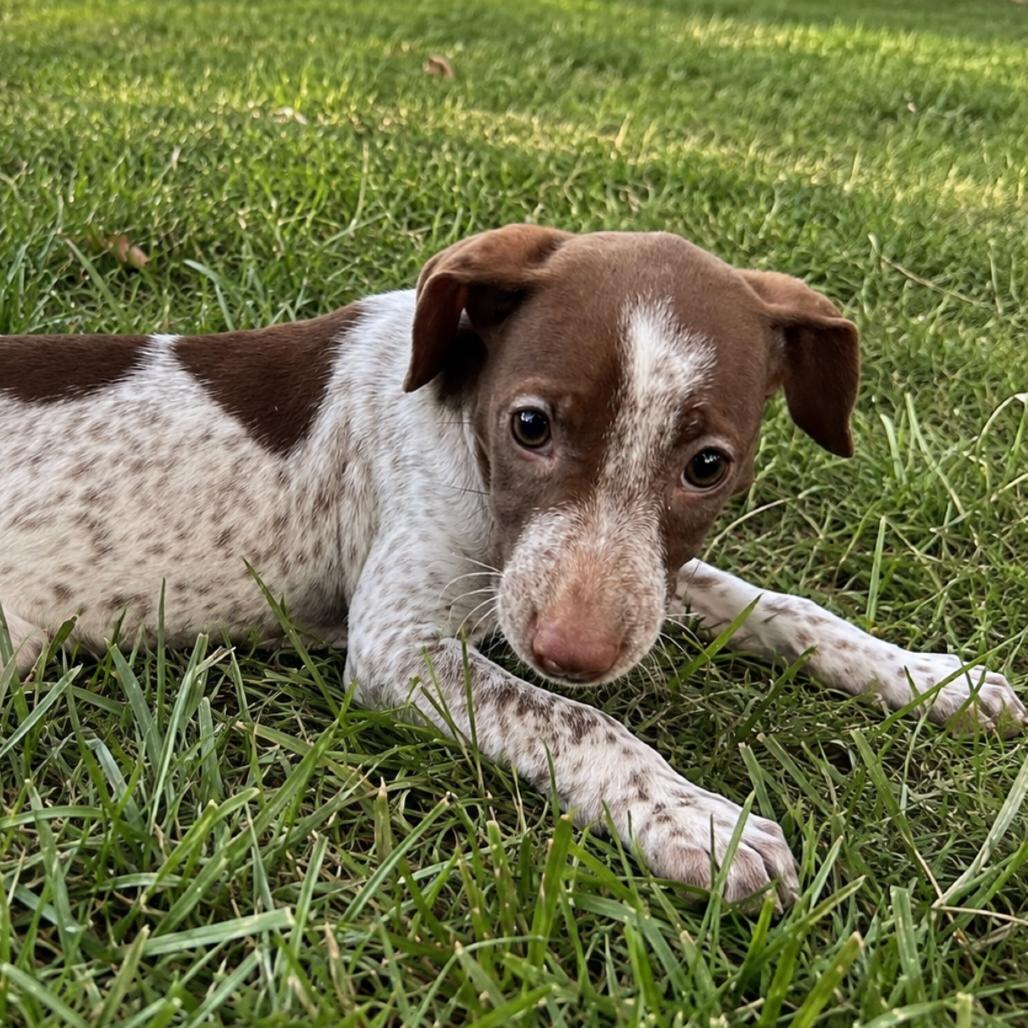 Enlarge Trixie, a Adopted mixed breed in Rogersville, MO image 5/6